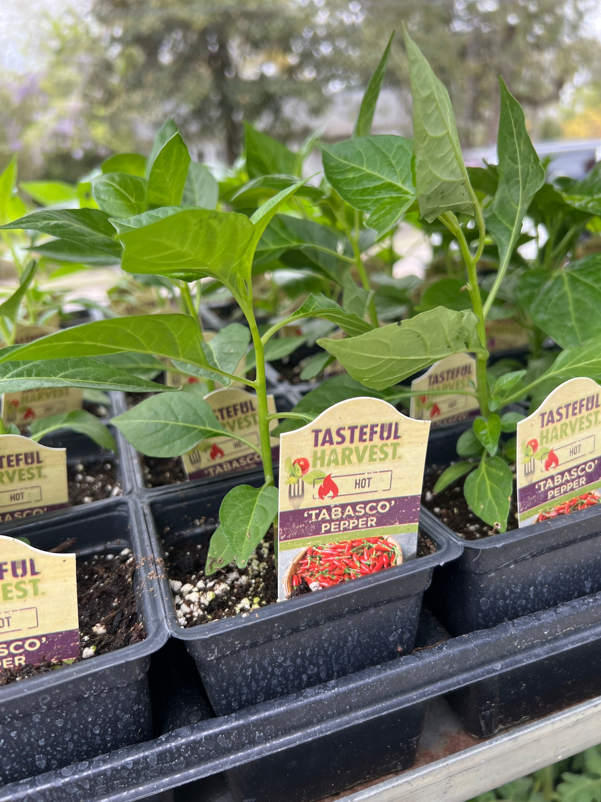 HARVEST Peppers Tabasco