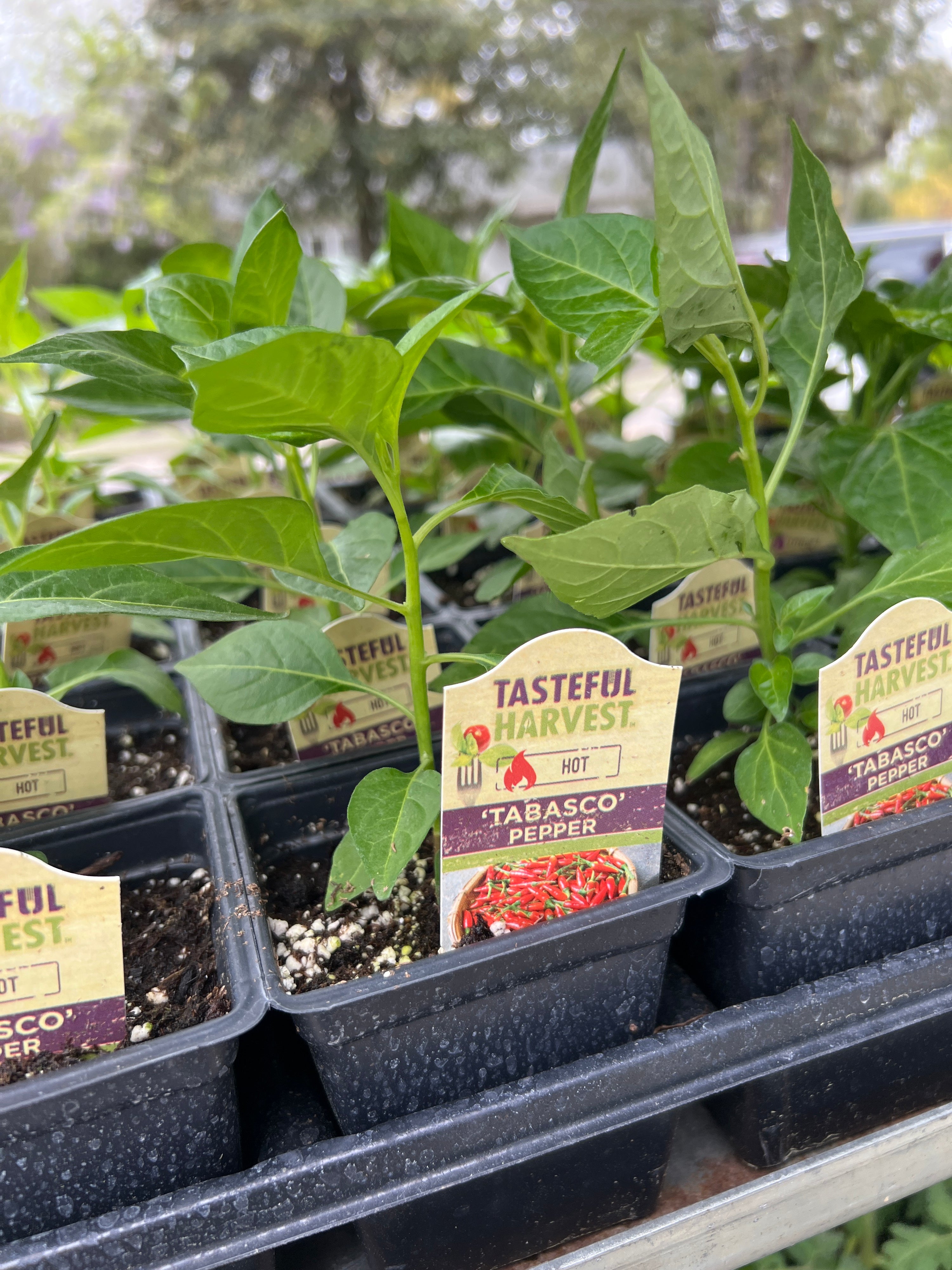 HARVEST Peppers Tabasco