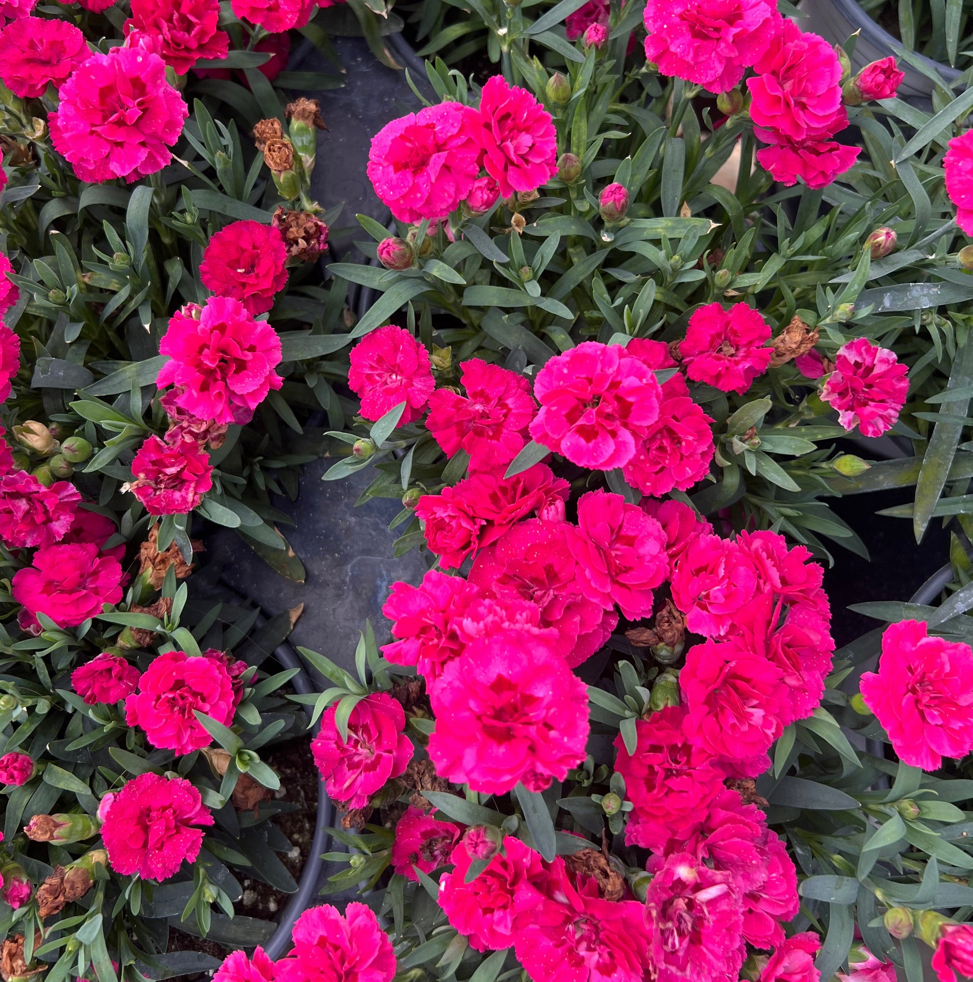 PERENNIAL Dianthus 'Oscar Cherry Velvet'