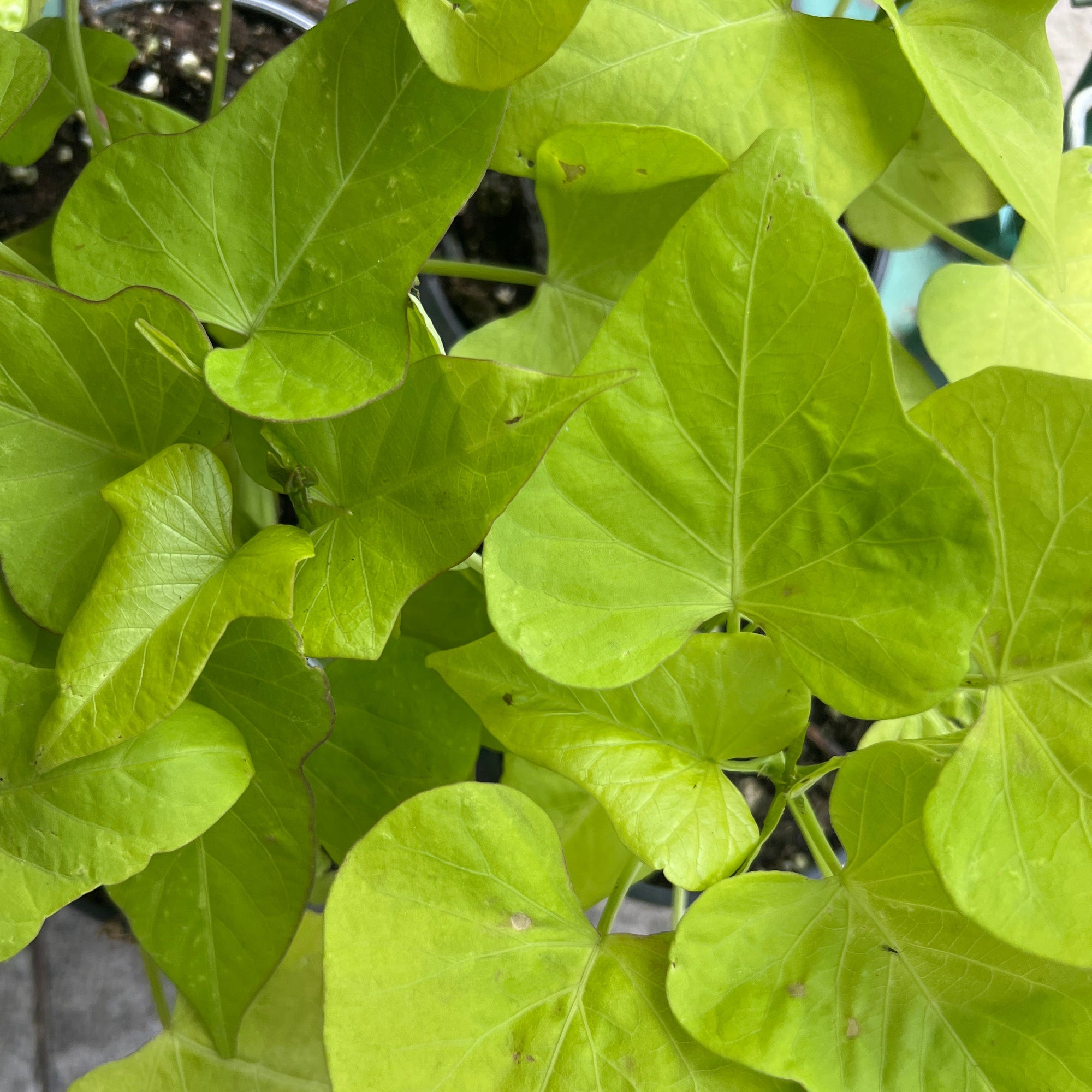 ANNUAL Ipomoea Marguerite