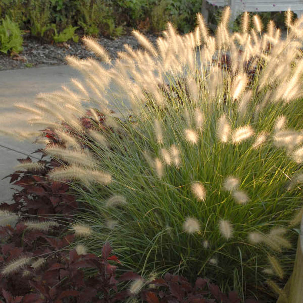 Hameln Dwarf Fountain Grass