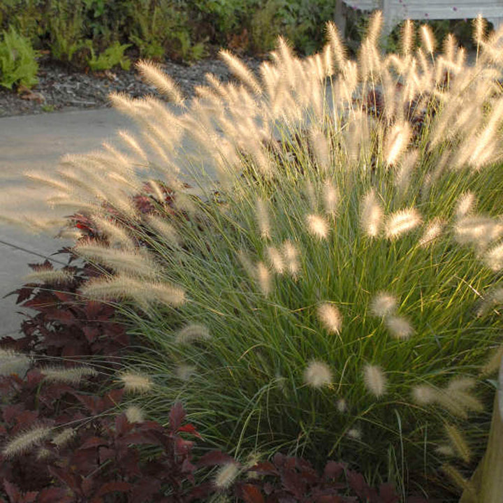 Hameln Dwarf Fountain Grass