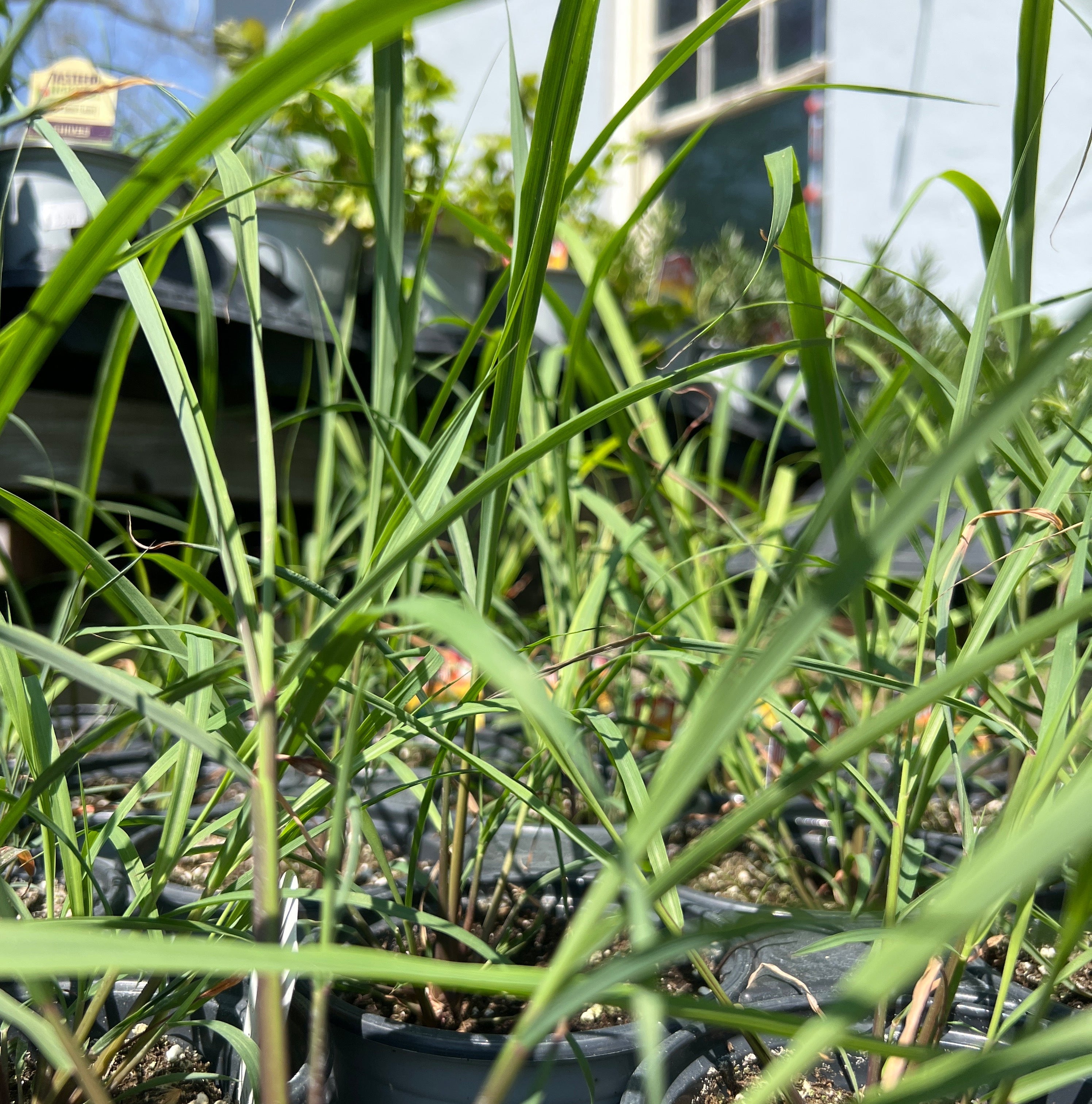 HERB Lemon Grass