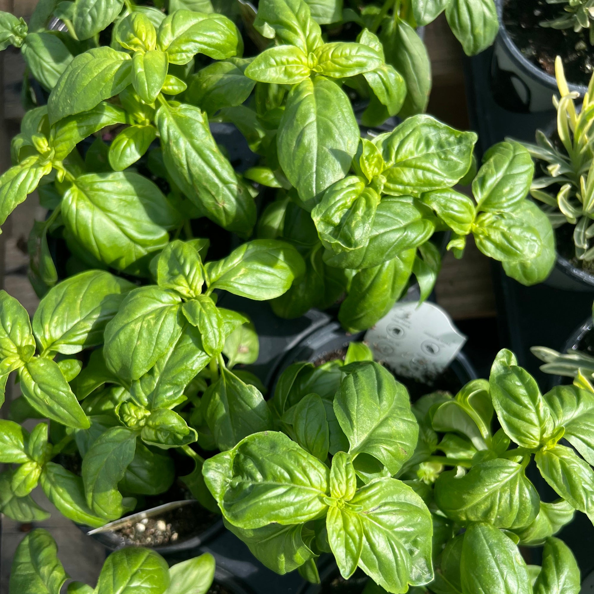 HERB Basil 'Prospera Sweet'