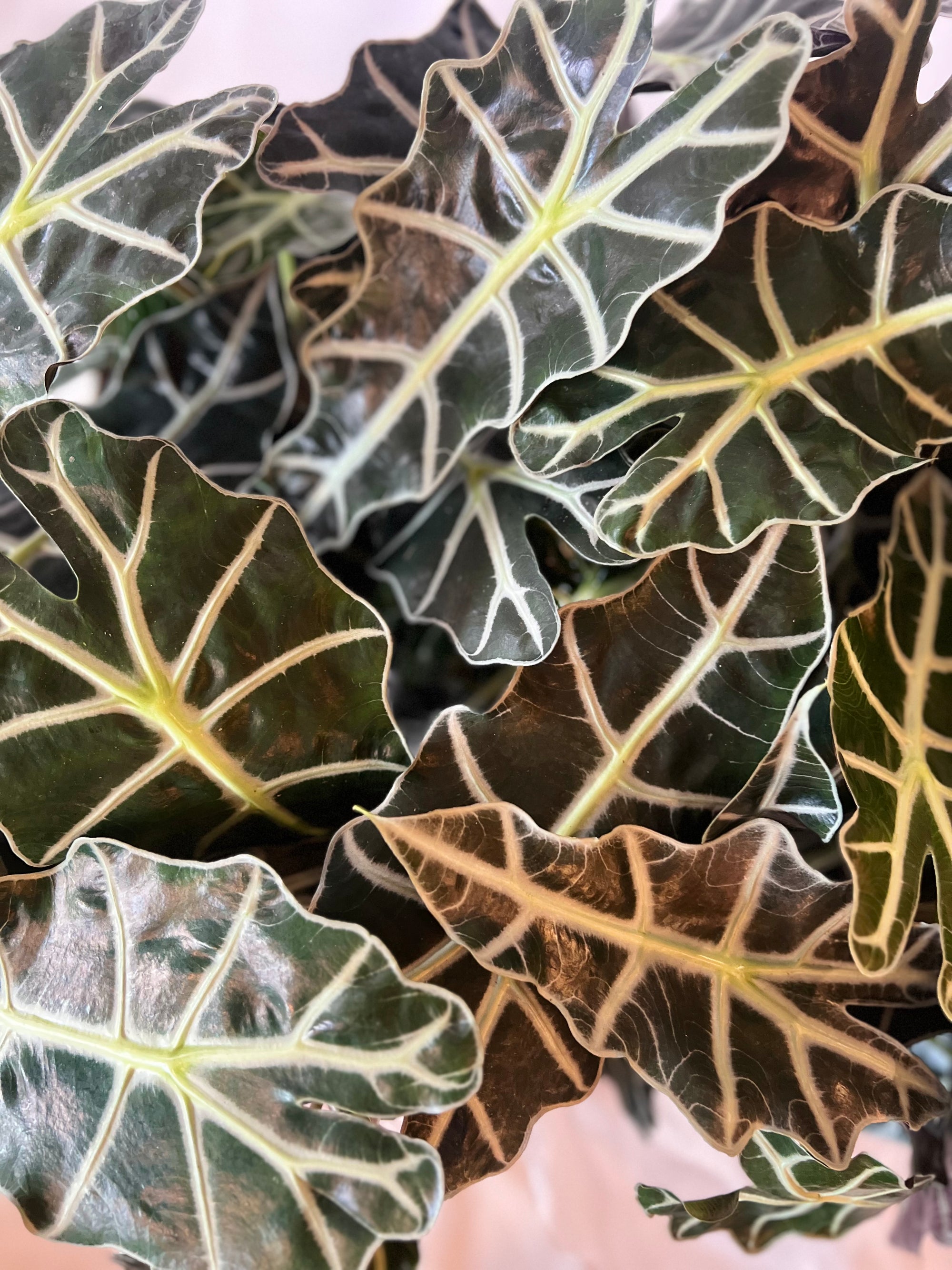 Alocasia Amazonica 6”