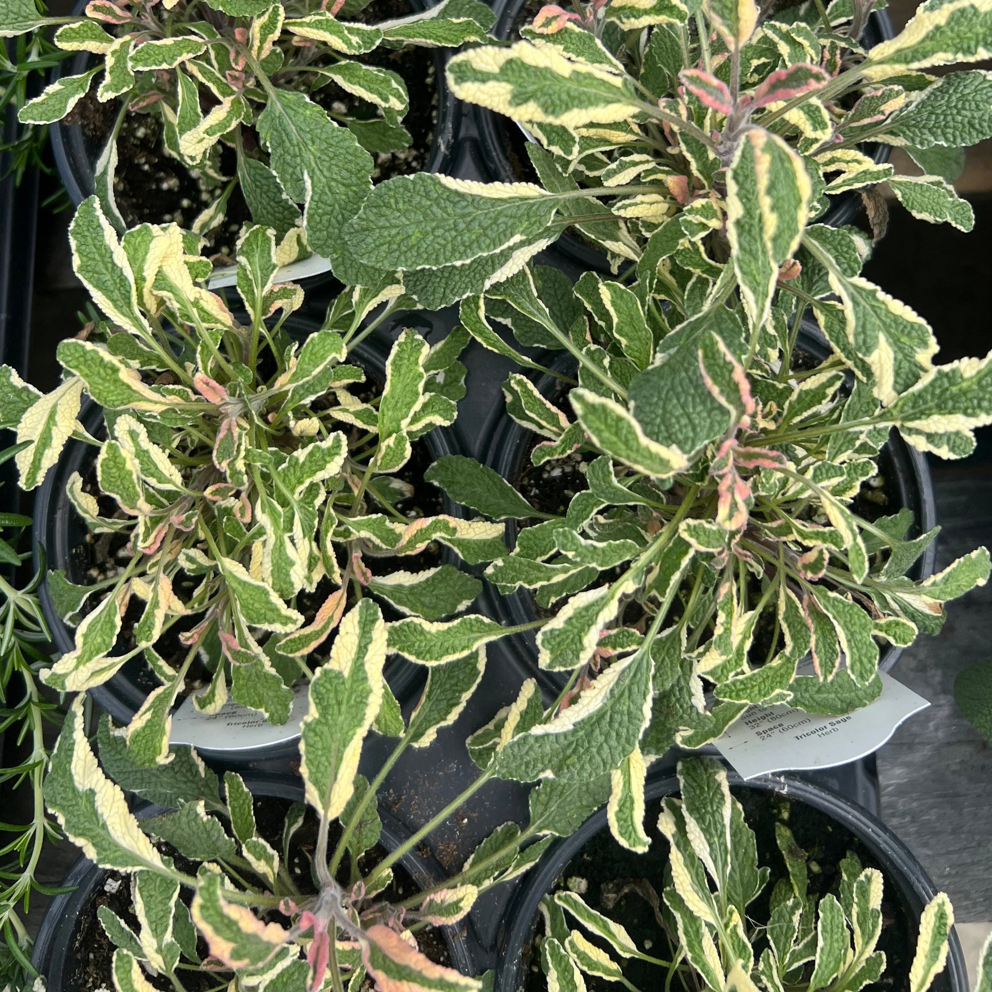 HERB 'Tricolor' Sage
