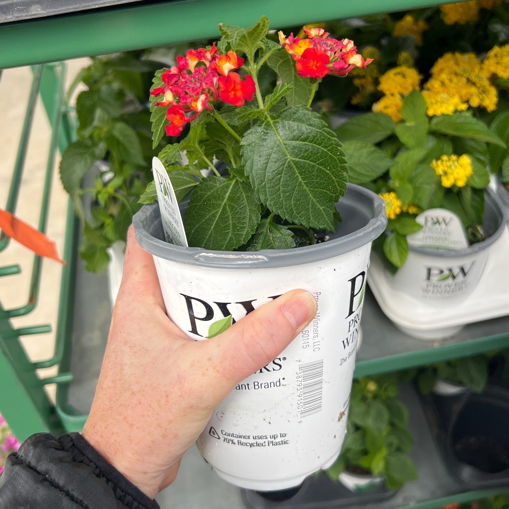 ANNUAL Luscious Royal Red Zone Lantana PW