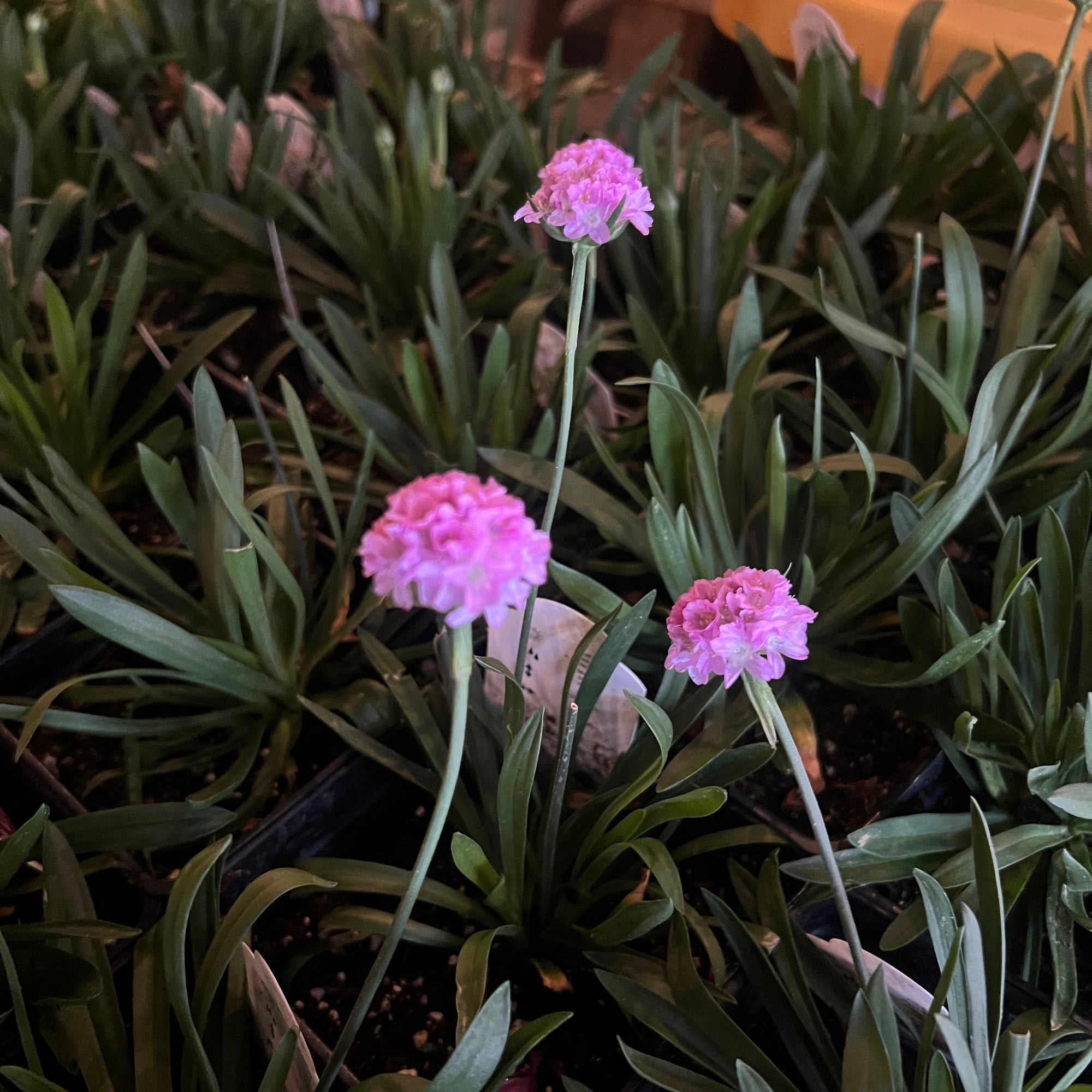 PERENNIAL Armeria Dreameria® Sweet Dreams