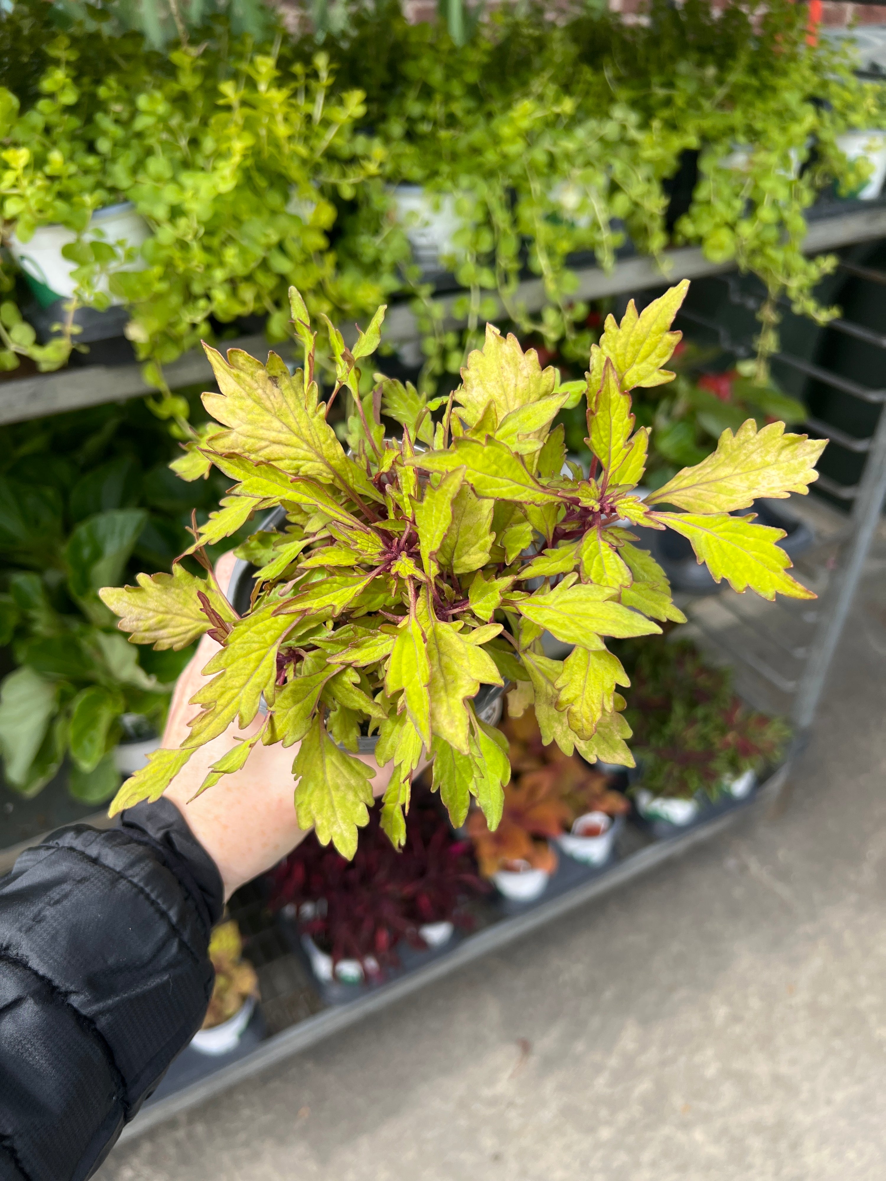 ANNUAL Coleus Pineapple Brandy PW