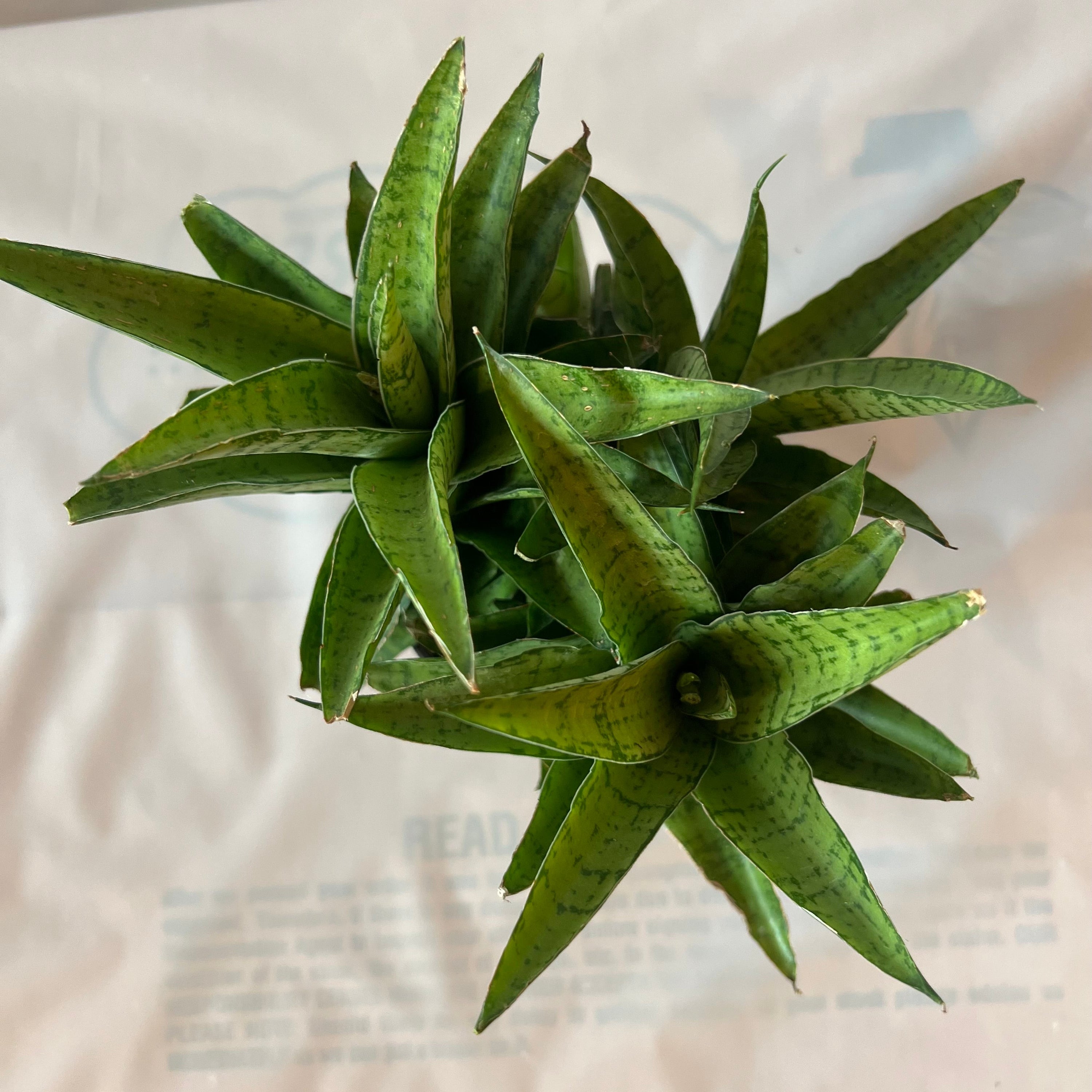 sansevieria danish crown SANSEVIERIA Crown 5”
