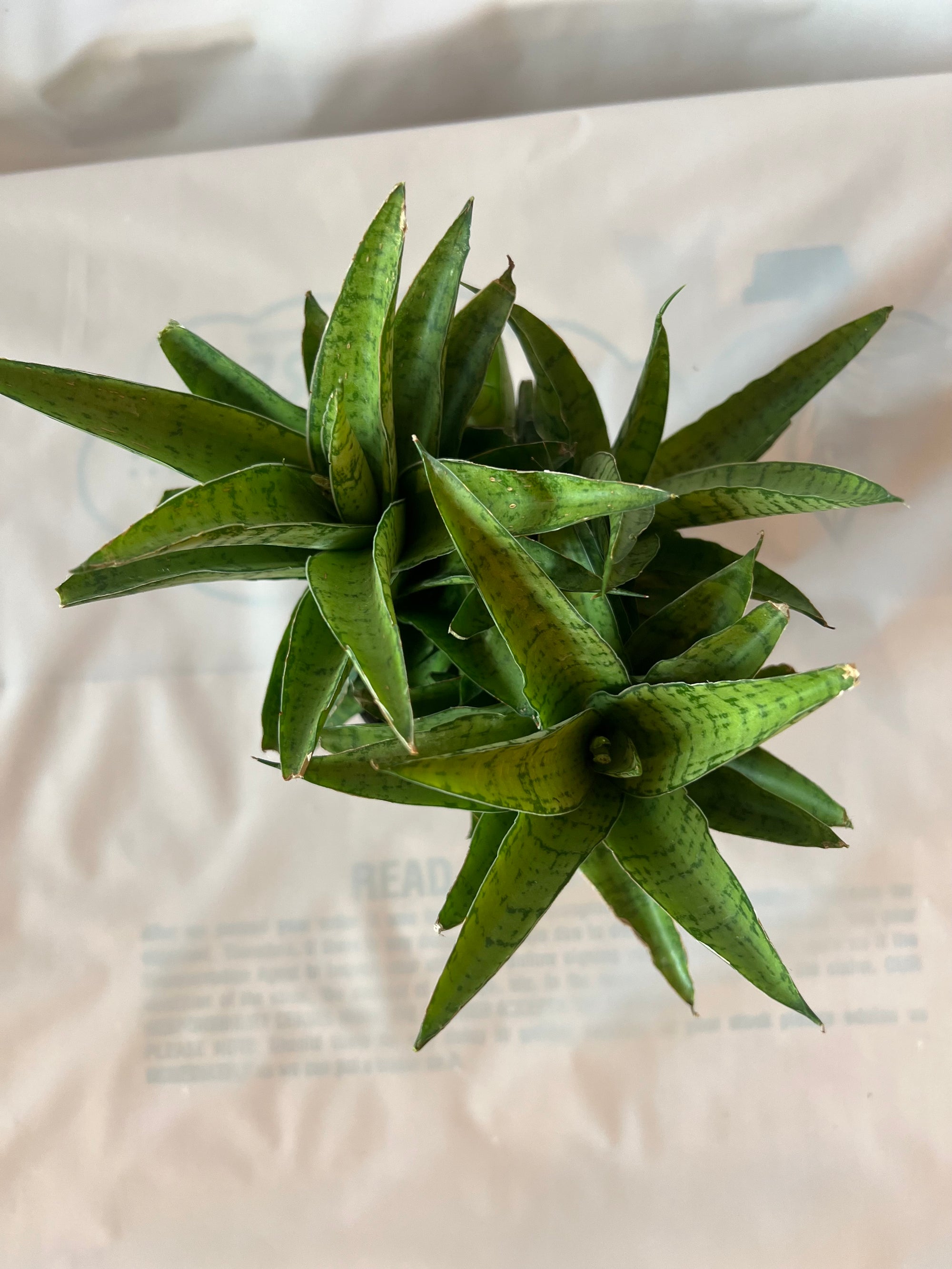 Sansevieria Crown 5”