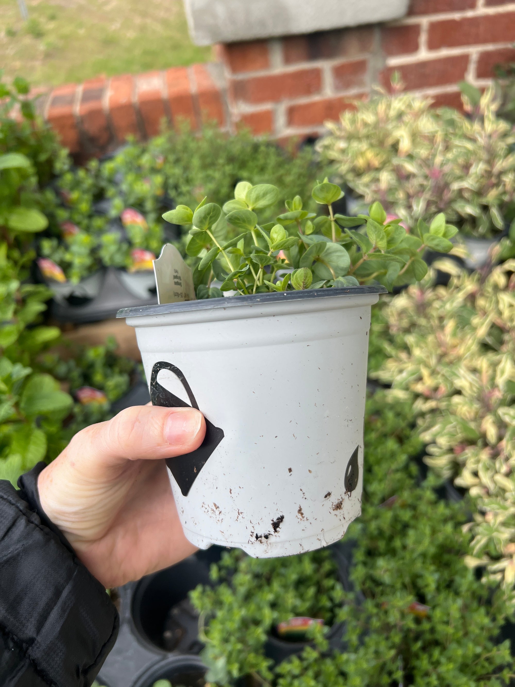 HERB 'Kirigami' Oregano