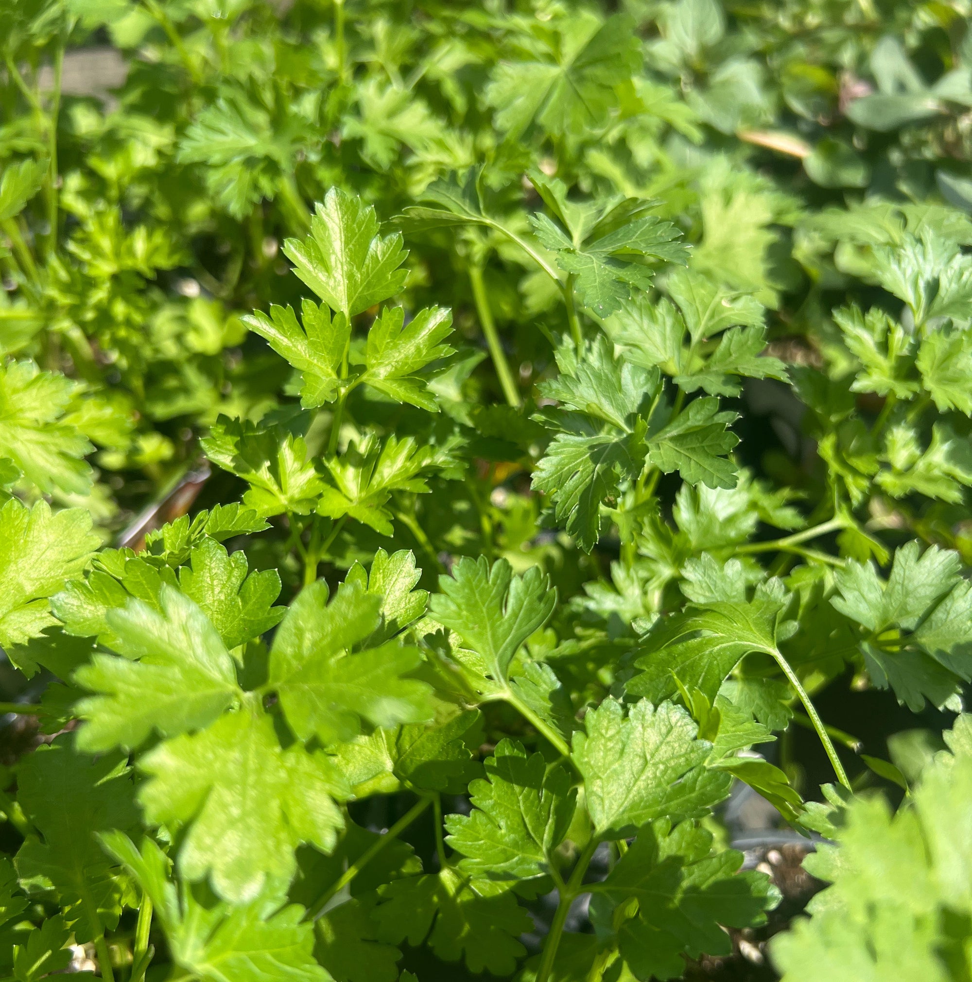 HERB 'Italian Plain' Parsley