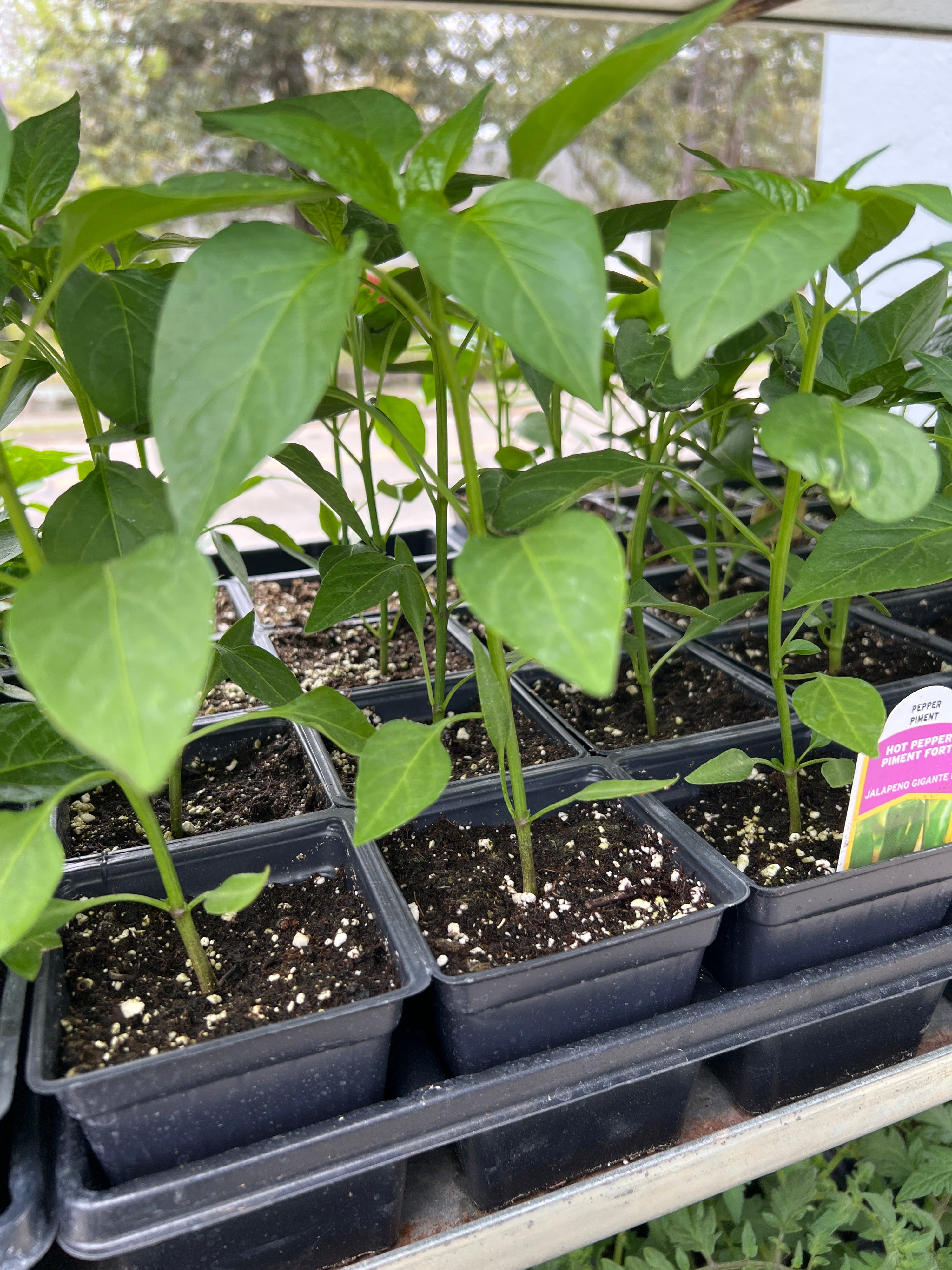 HARVEST Peppers Jalapeno Gigante II