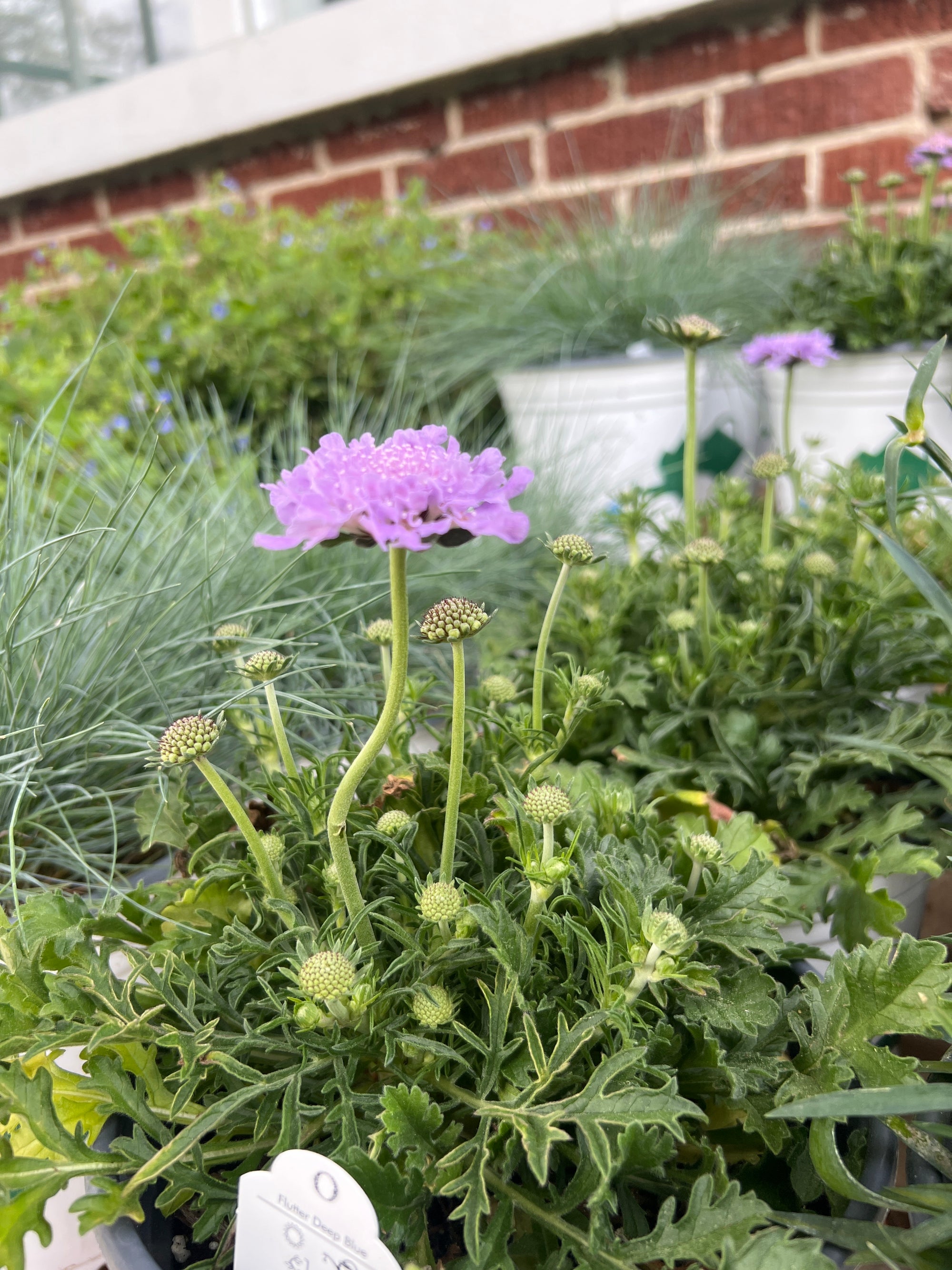 PERENNIAL Scabiosa 'Flutter Deep Blue'