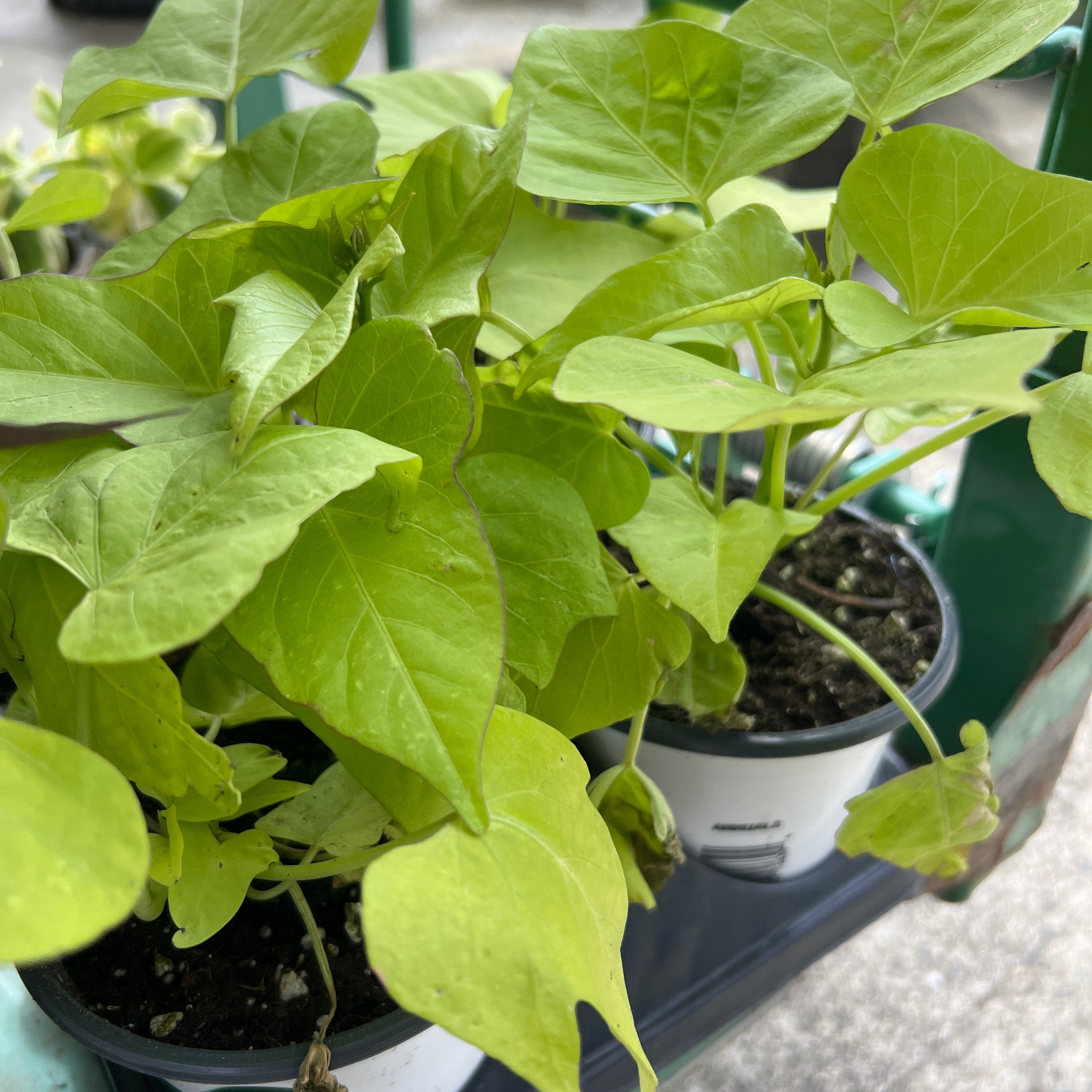 ANNUAL Ipomoea Marguerite