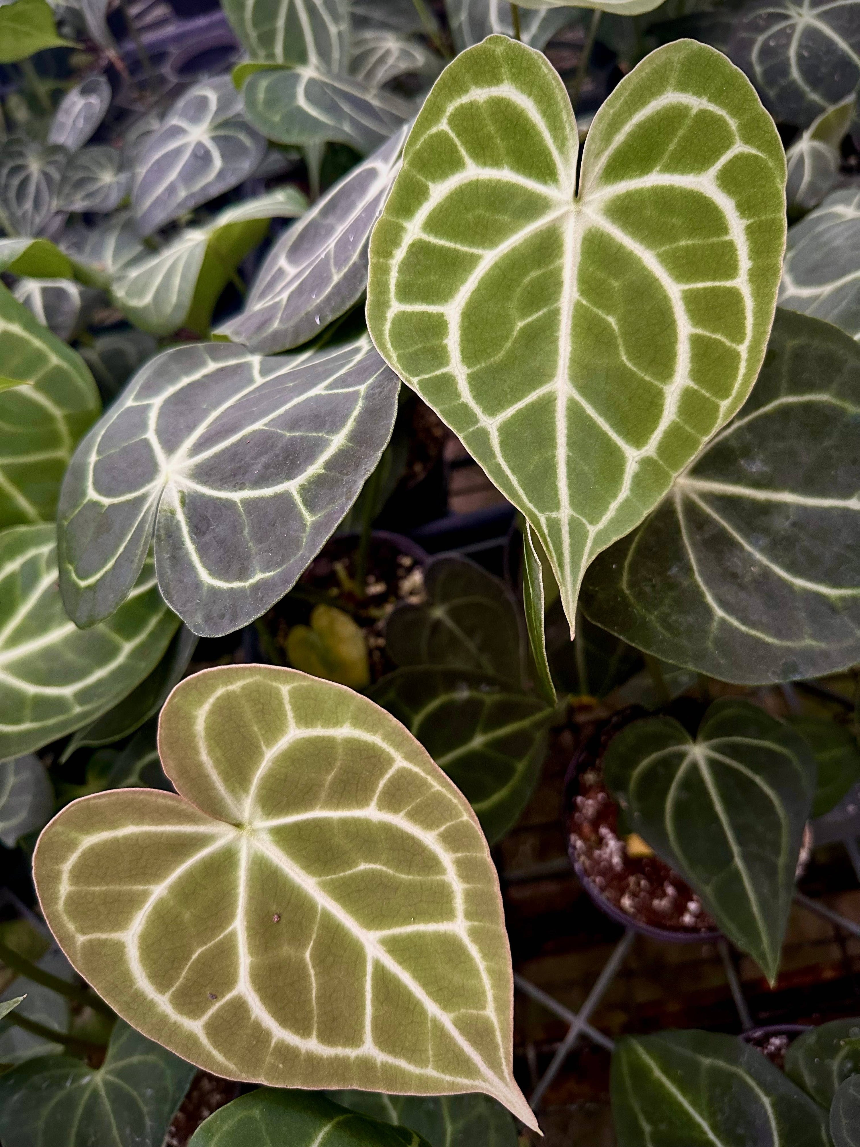 ANTHURIUM Clarinervium Hybrid - 4in Pot