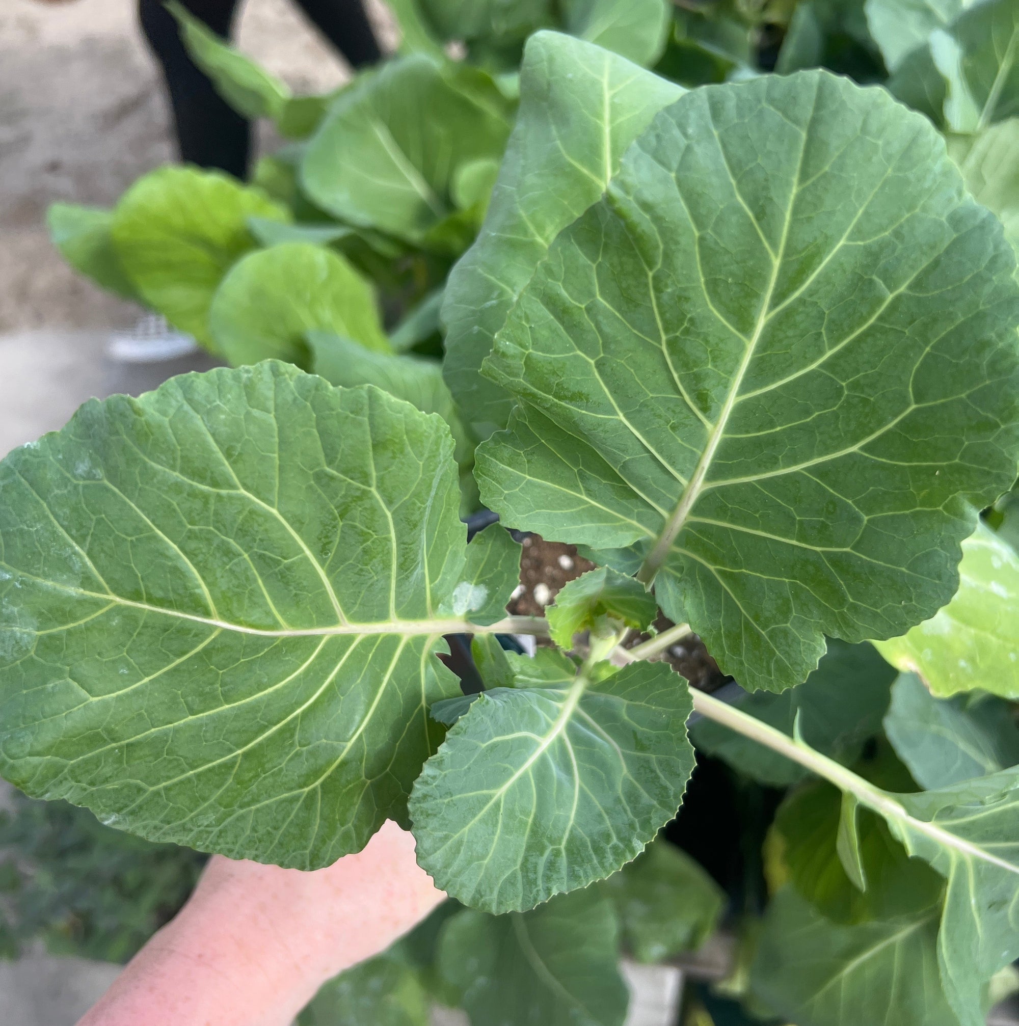 VEGETABLE Collards 'Morris Heading'