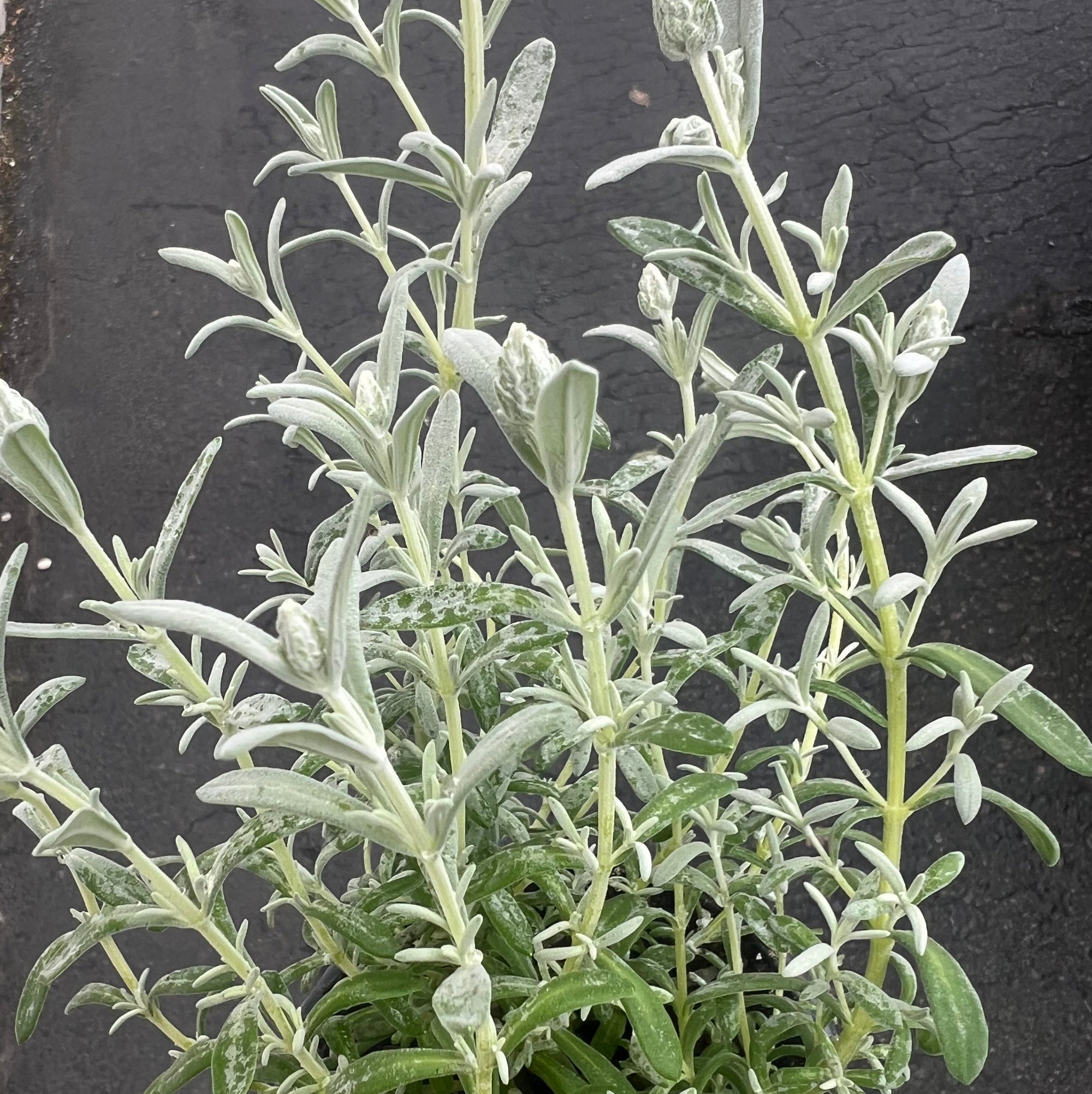 HERB 'Frost Pink' Lavender