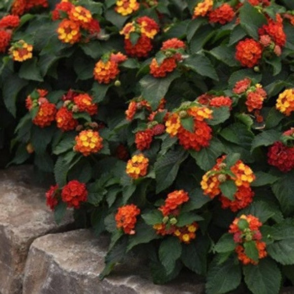 Lantana Bloomify™ Red