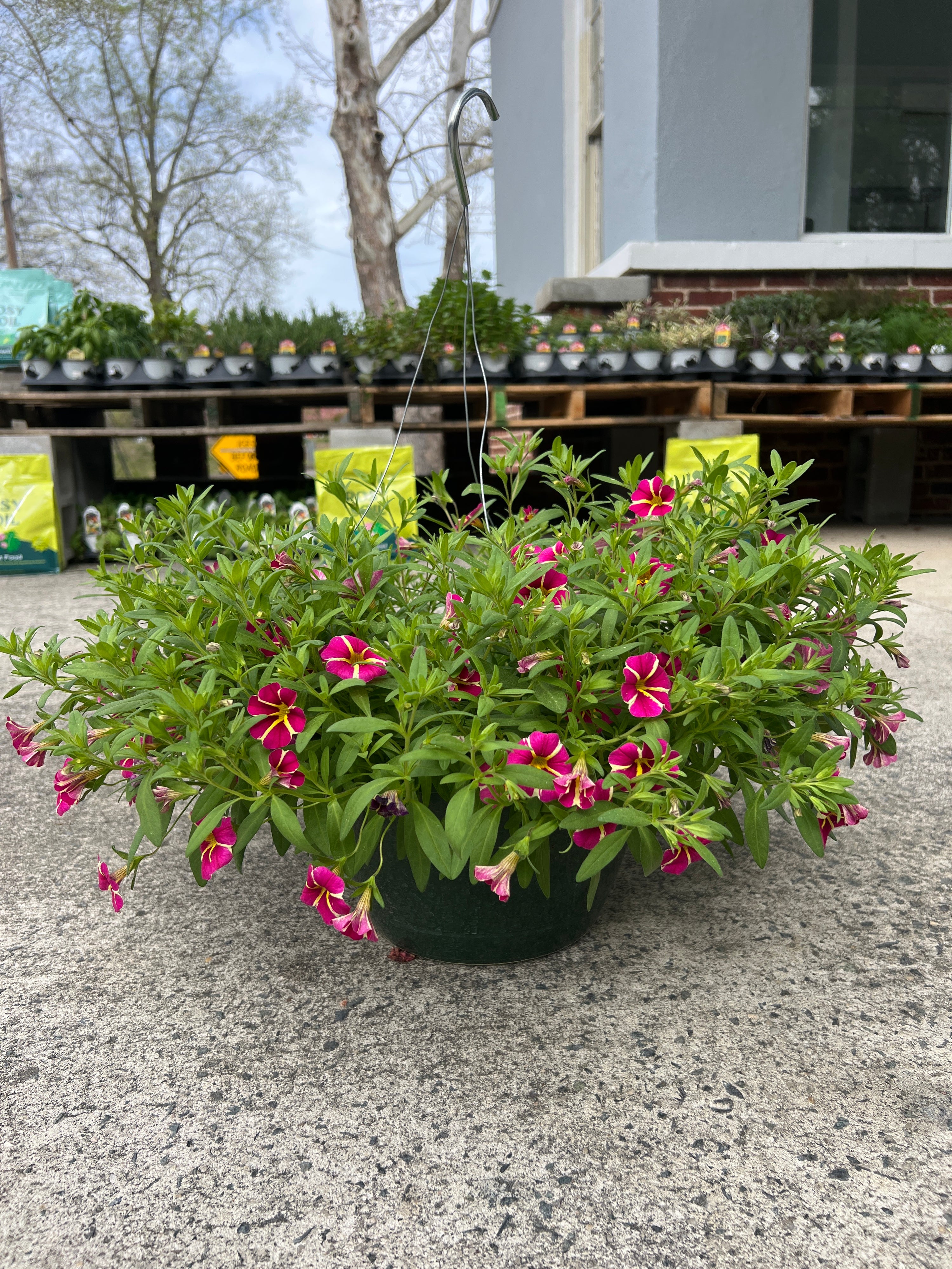ANNUAL Calibrachoa Cha-Cha Hot Pink Star HB