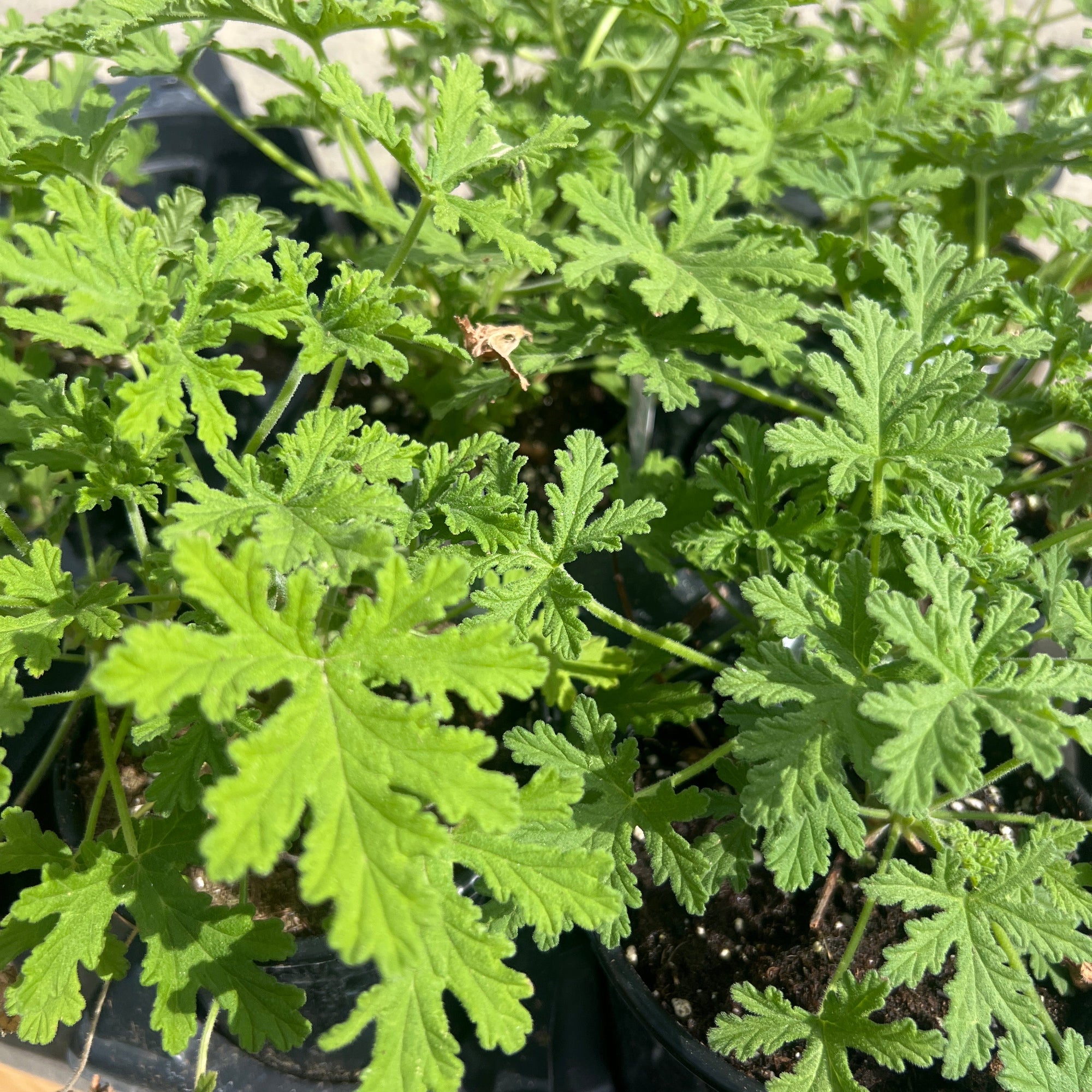 ANNUAL Geranium 'Citronella'