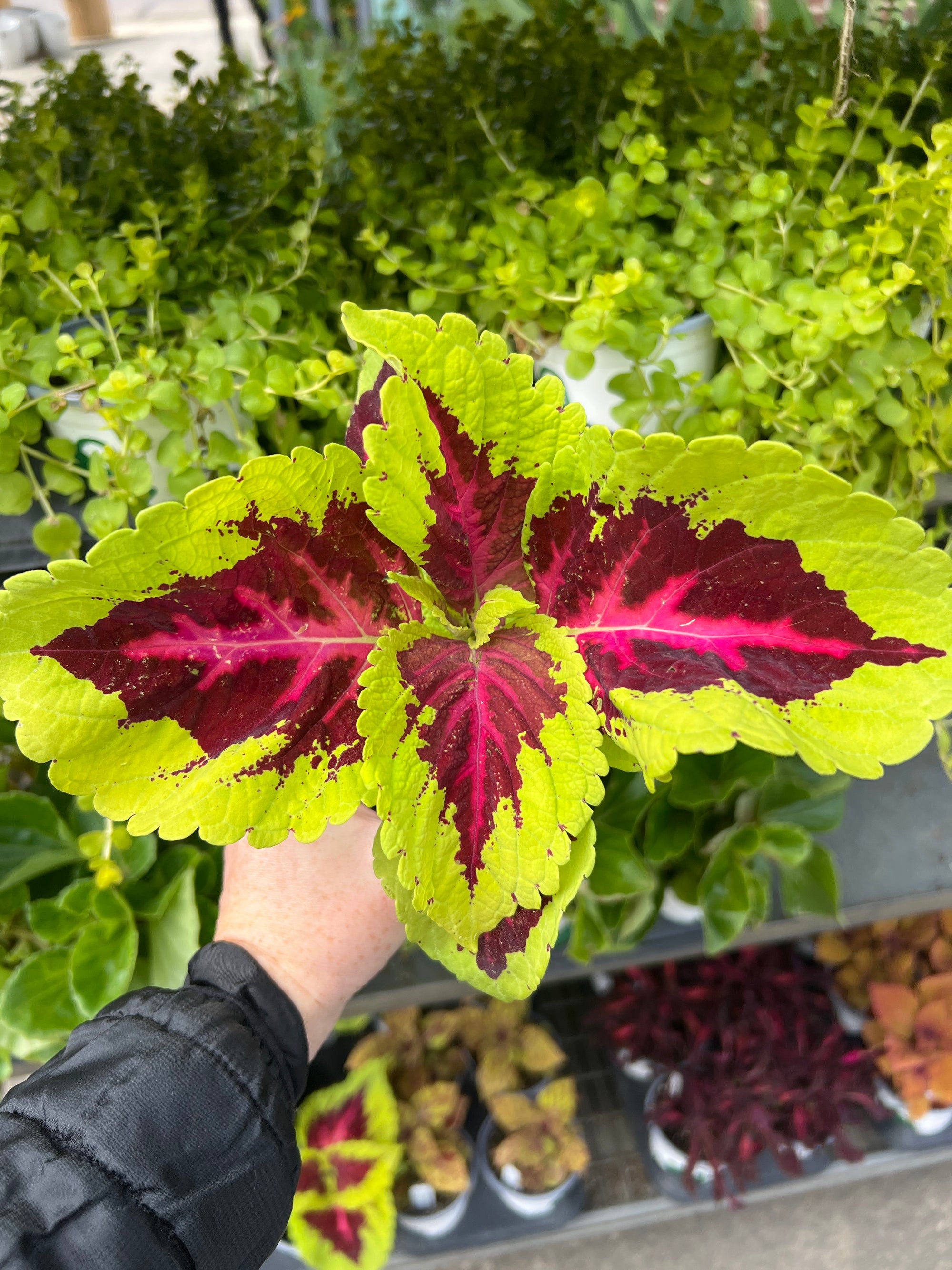 ANNUAL Coleus Kong jr Rose