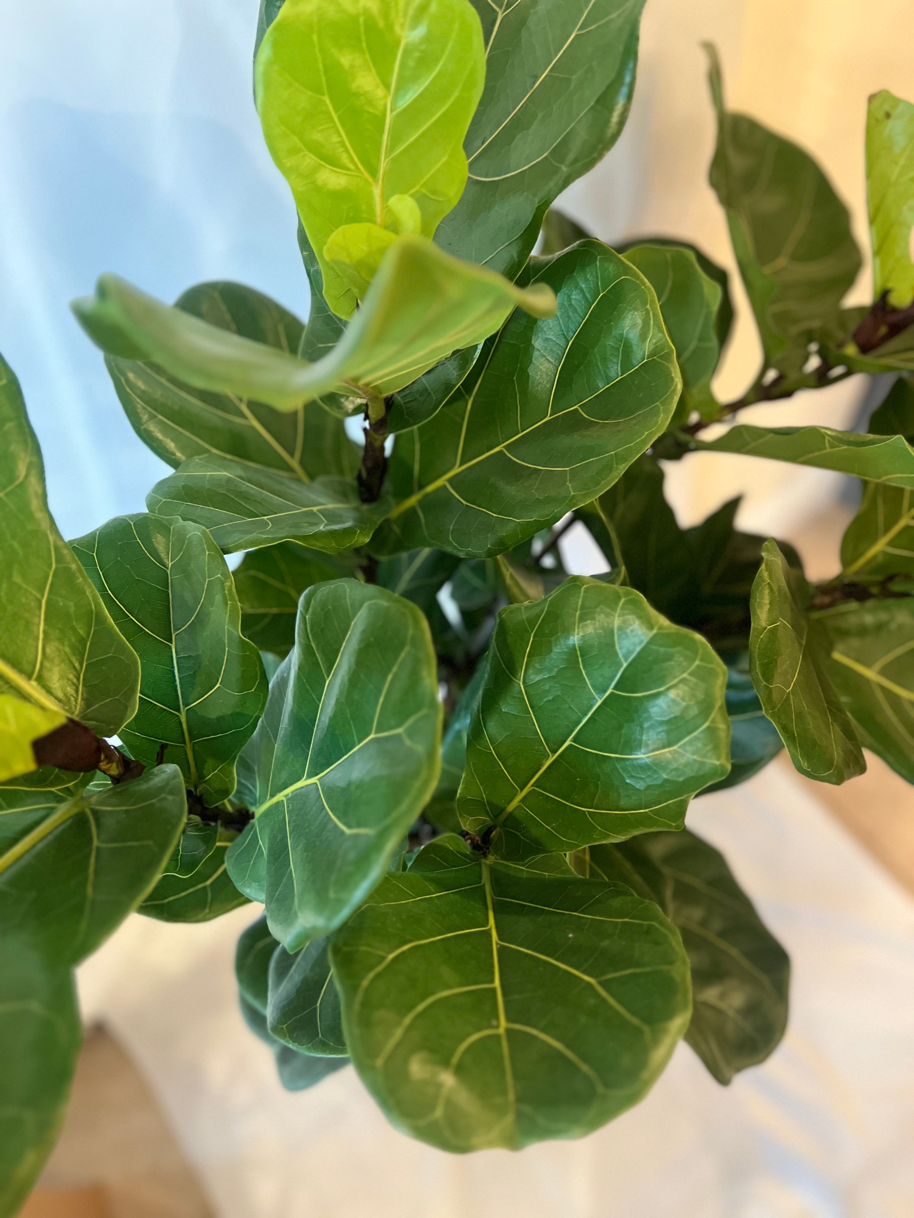 Ficus Lyrata Standard 4-4.5' 10”