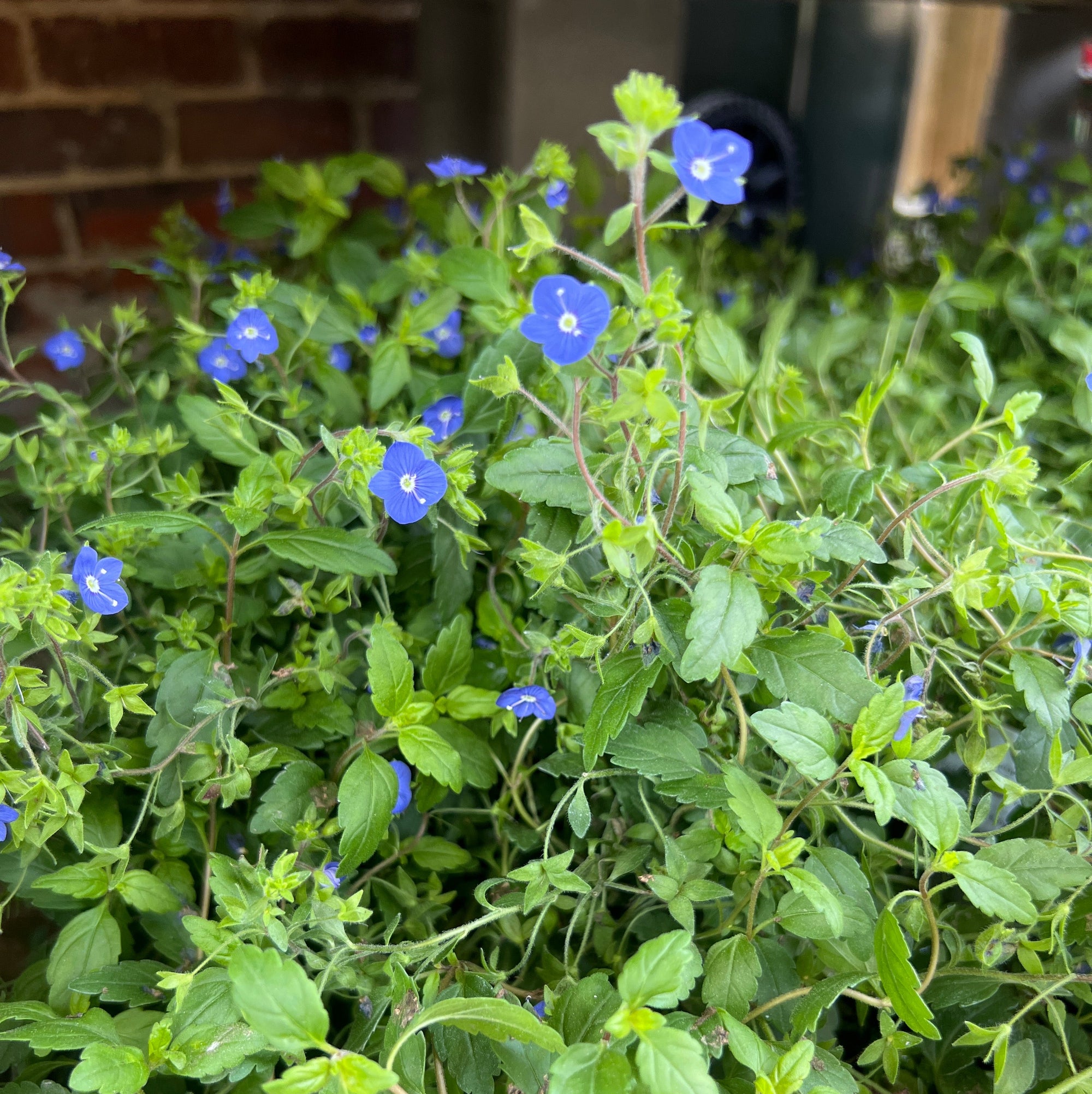 PERENNIAL Veronica 'Georgia Blue'