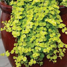 Golden Creeping Jenny