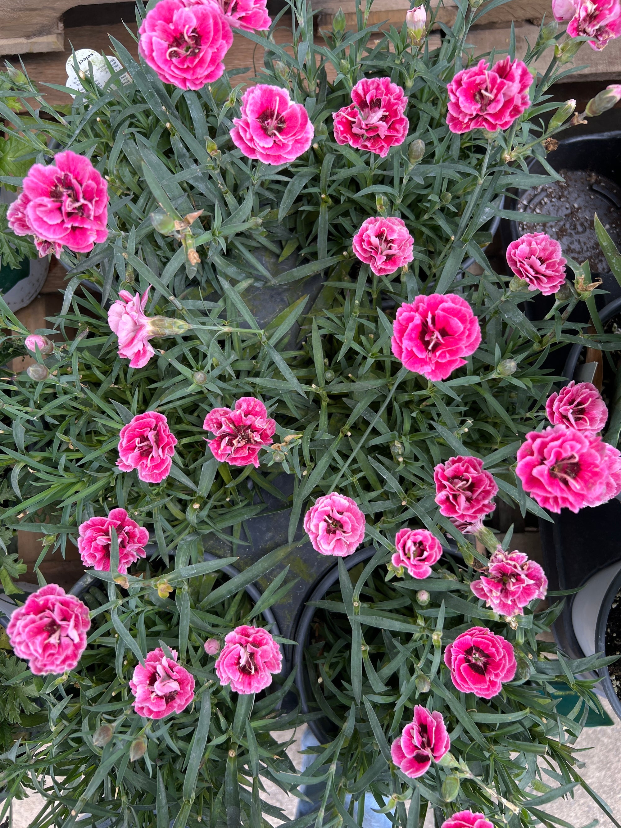 PERENNIAL Dianthus 'Capitan Pink Eye'