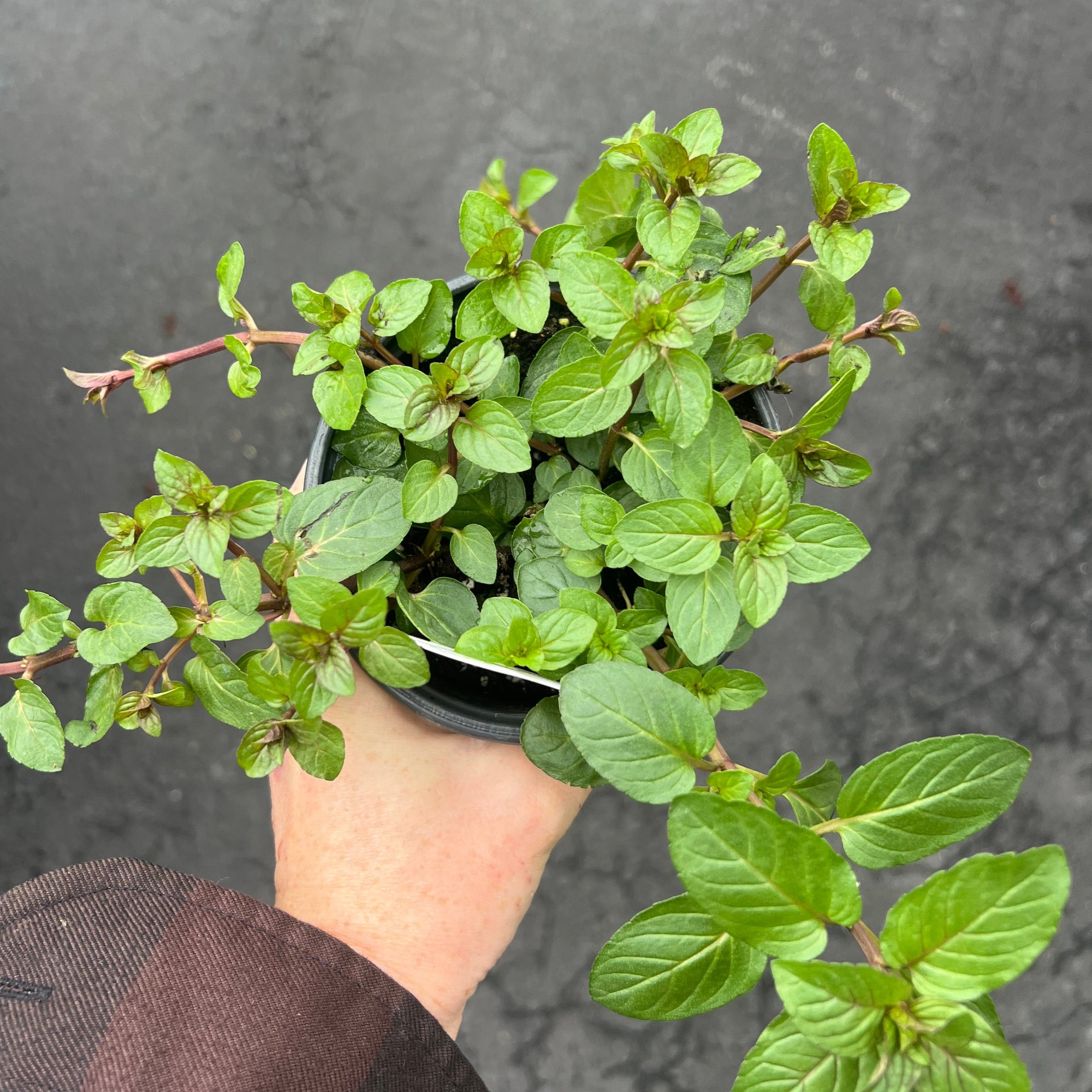HERB 'Chocolate' Mint