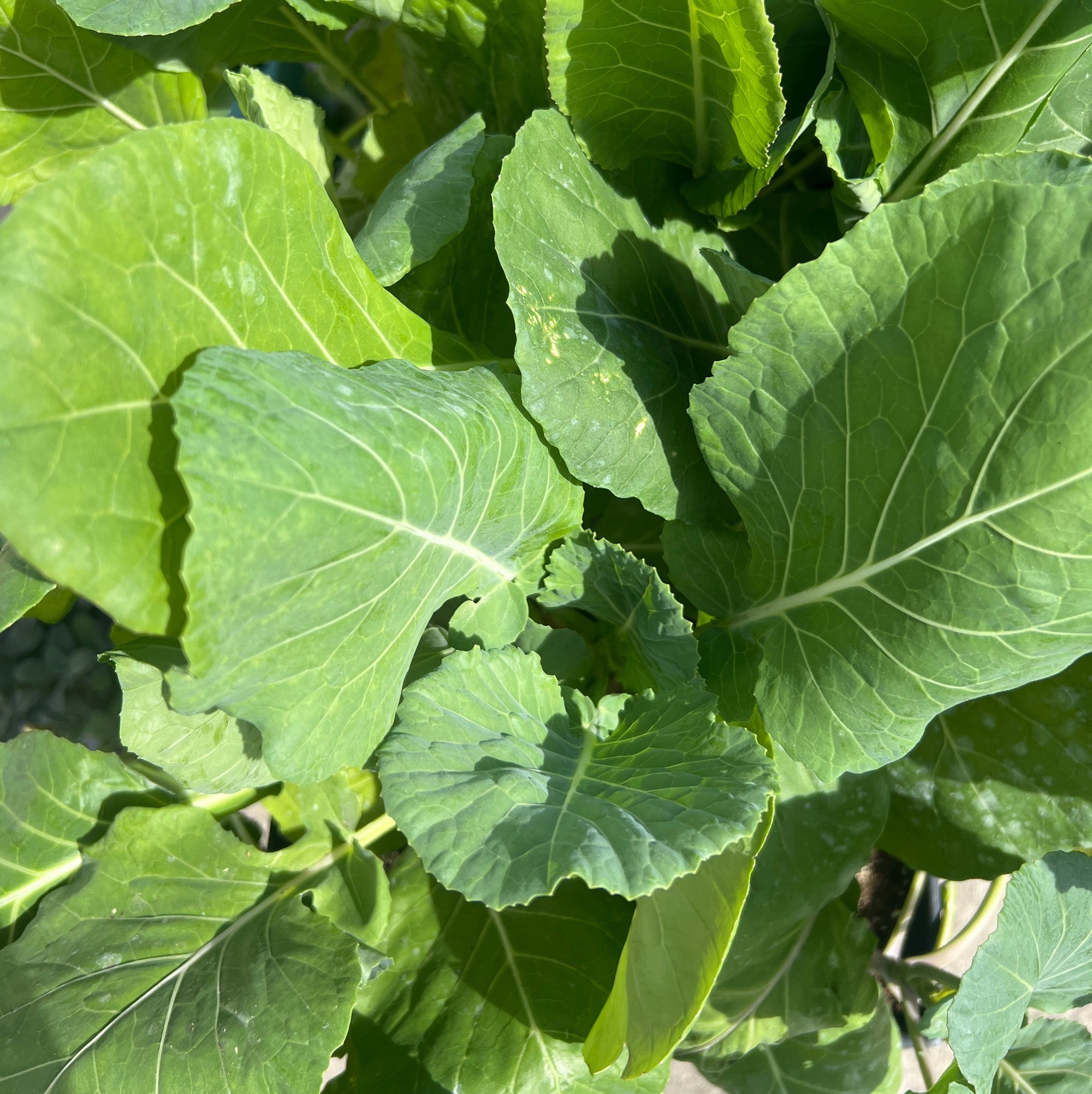 Close-up of green leafy vegetables