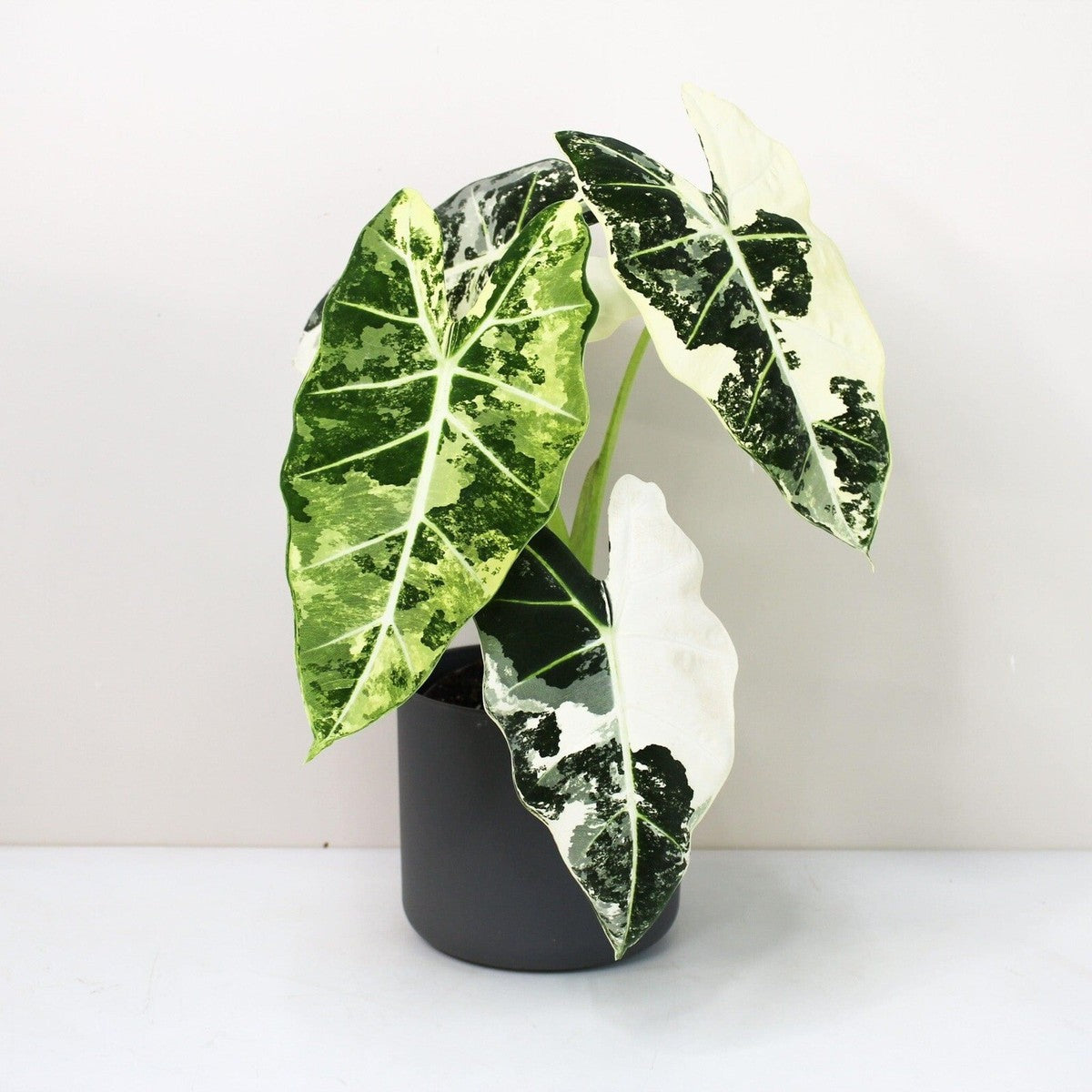 Alocasia 'Frydek Variegated' 6"