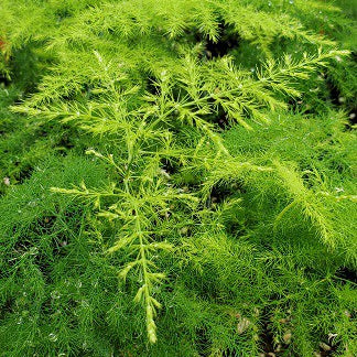 Green fern-like plant with a blurred background