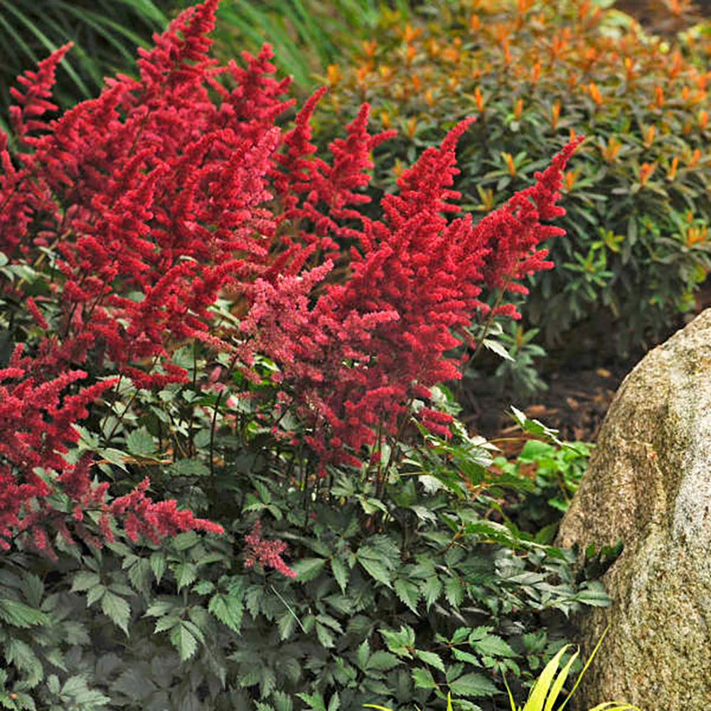 PERENNIAL 'Fanal' Astilbe