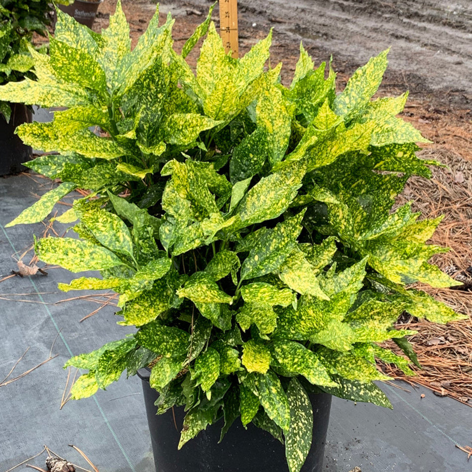 Potted plant with variegated green and yellow leaves on a gray surface.
