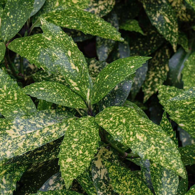 Close-up of a plant with green and white leaves