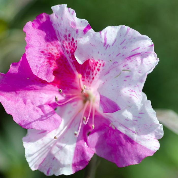 Azalea Autumn Twist®