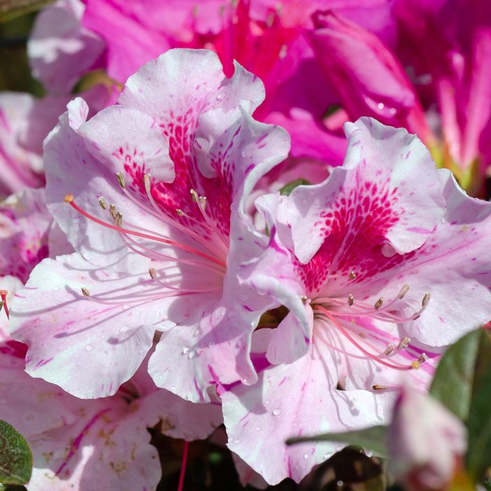 Azalea Autumn Twist®