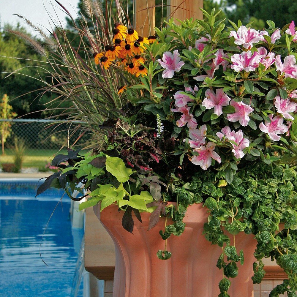Azalea Autumn Twist®