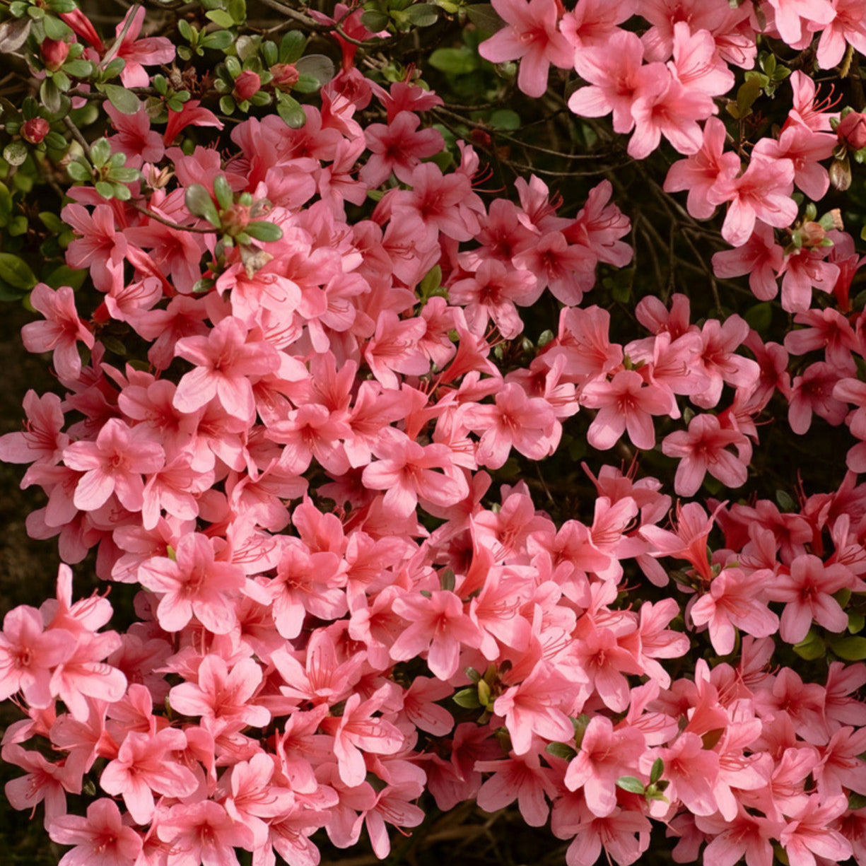 Autumn Coral® Encore® Azalea