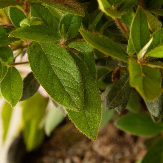 Azalea Autumn Twist®