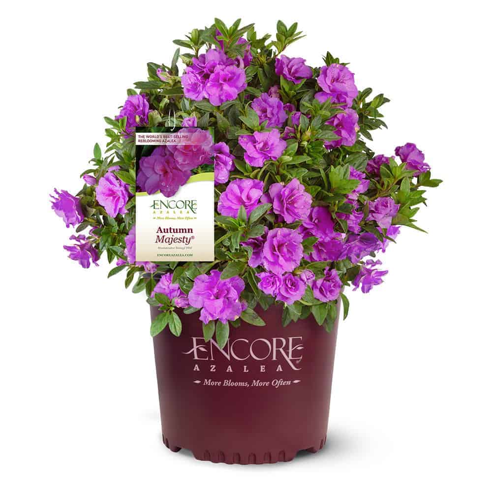 Autumn Majesty® Encore® Azalea