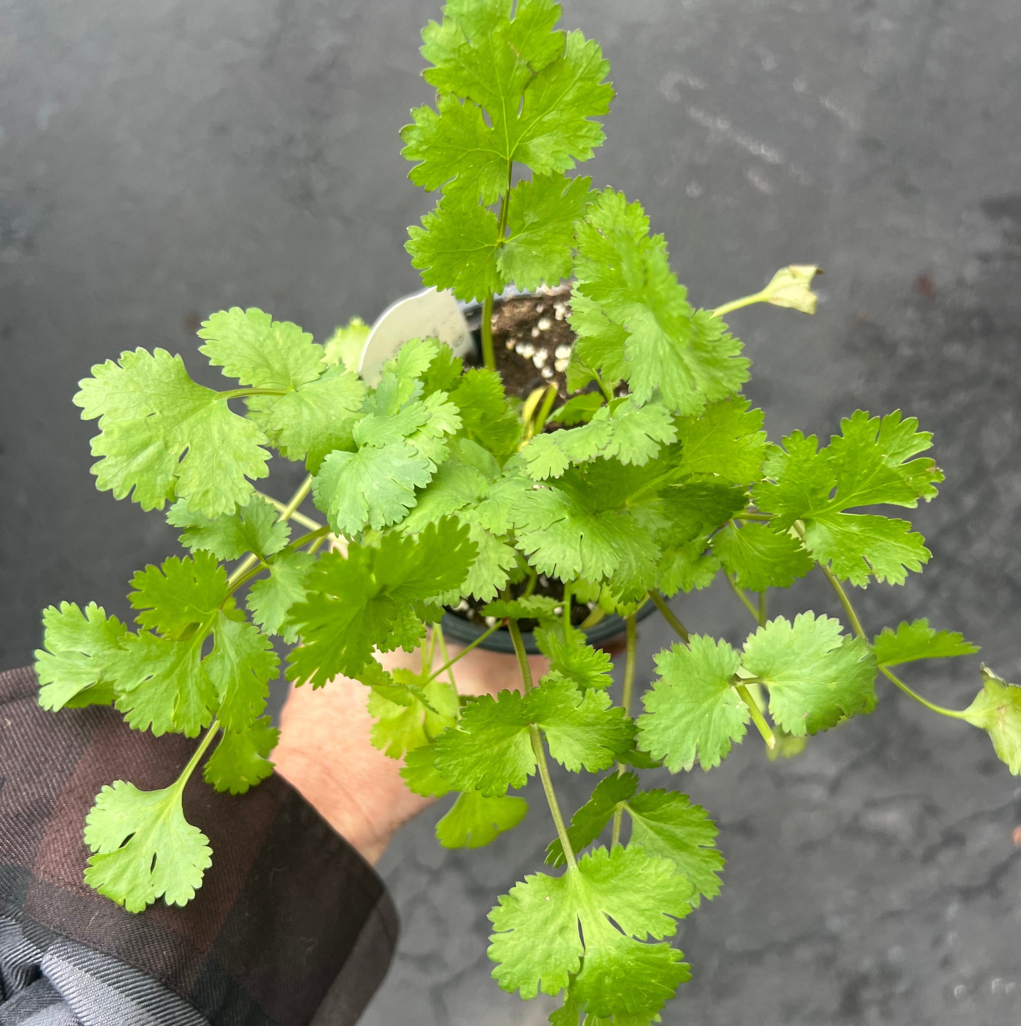 HERB Cilantro