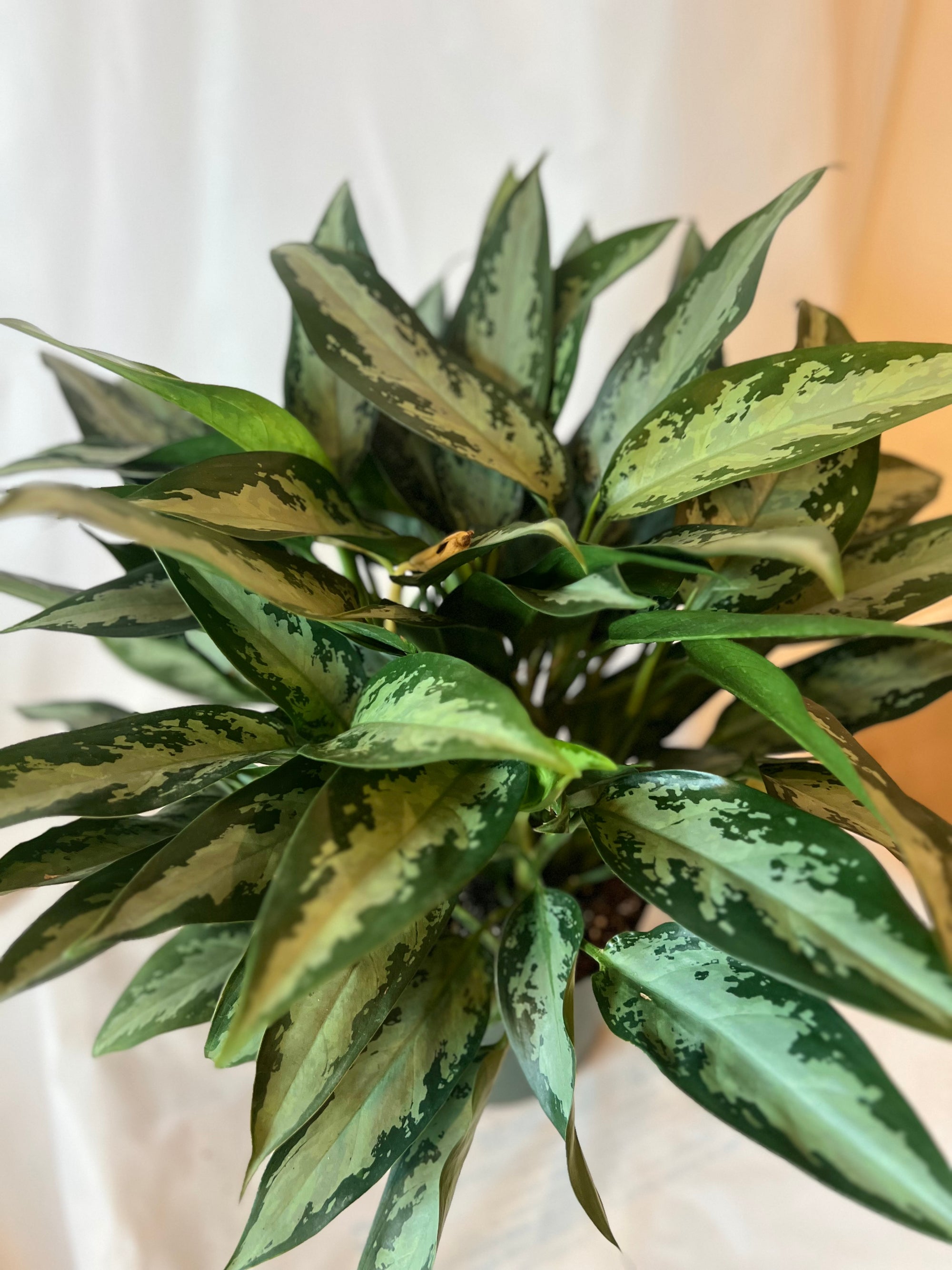 Aglaonema Jubilee 8”