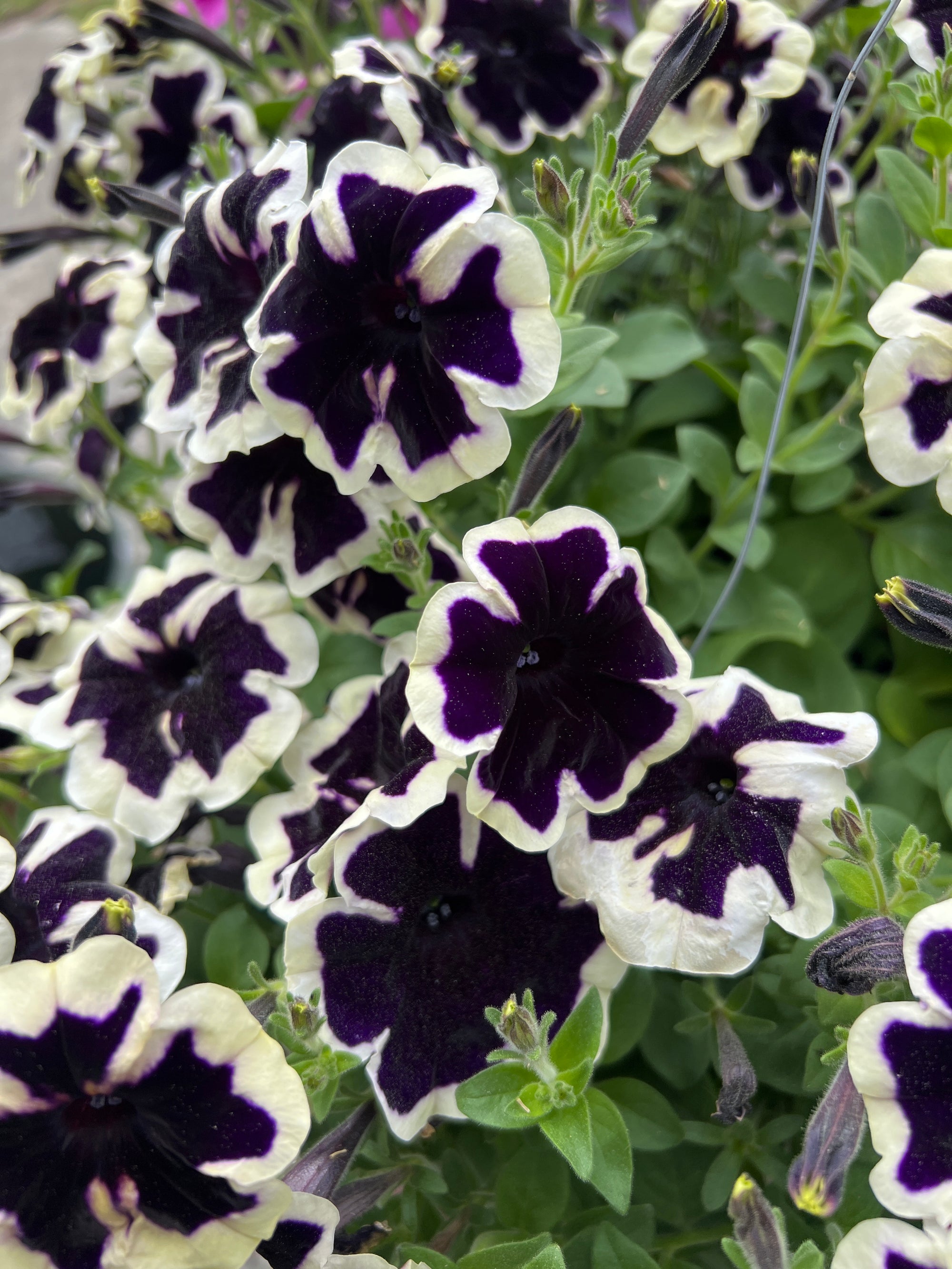 ANNUAL Petunia Sureshot Blueberry & Cream HB
