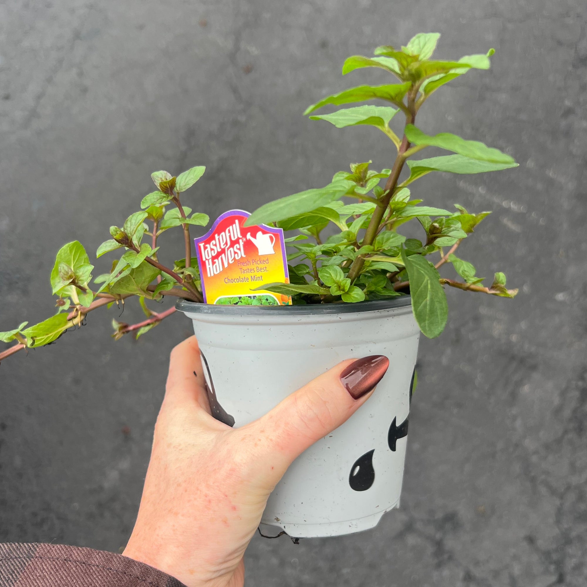 HERB 'Chocolate' Mint