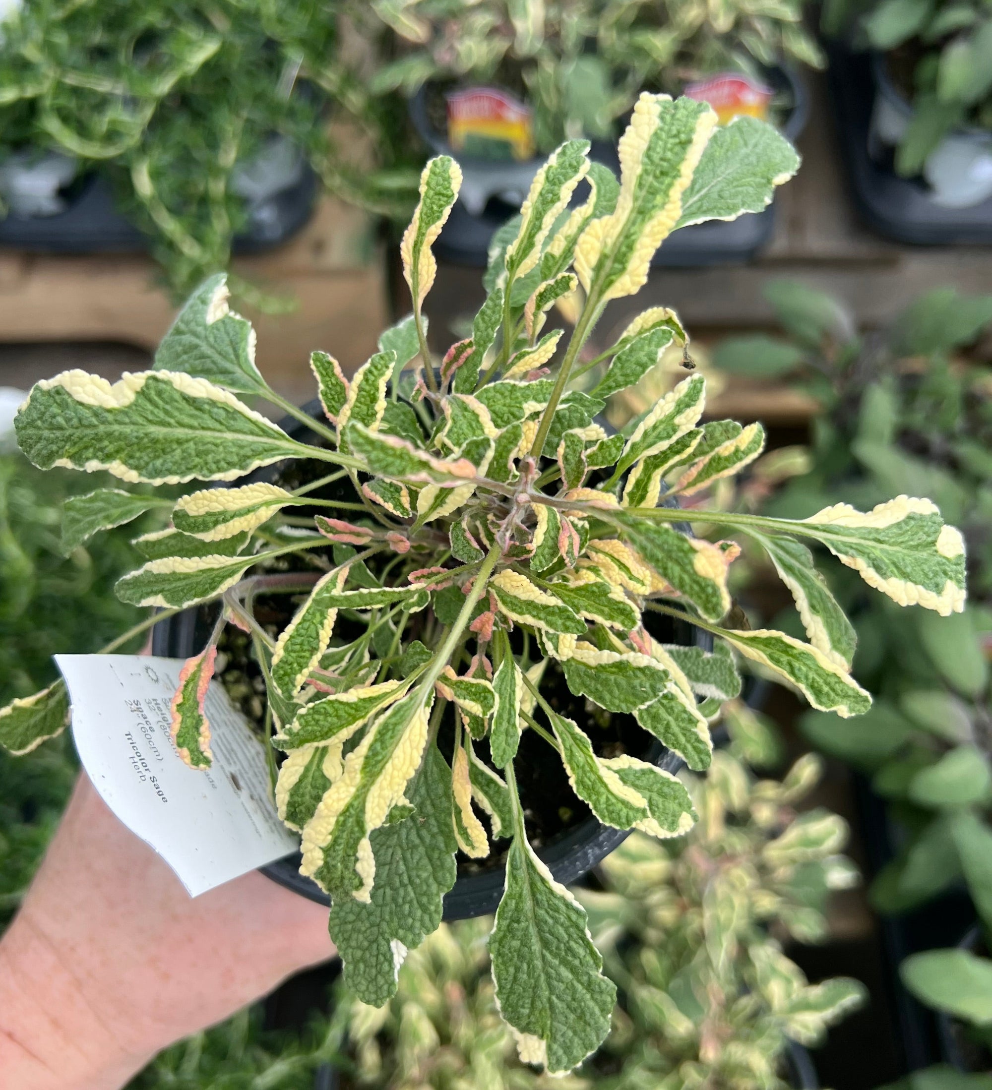 HERB 'Tricolor' Sage