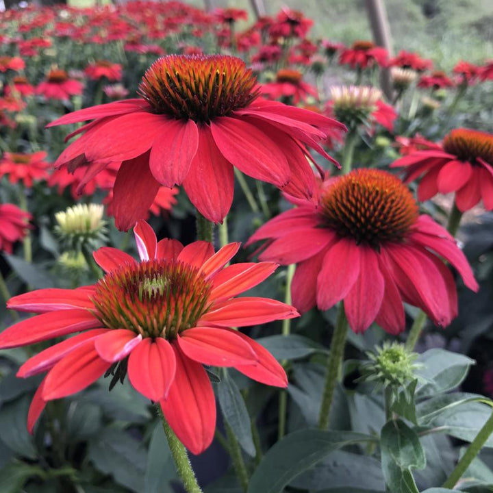 Echinacea Sombrero® Tres Amigos